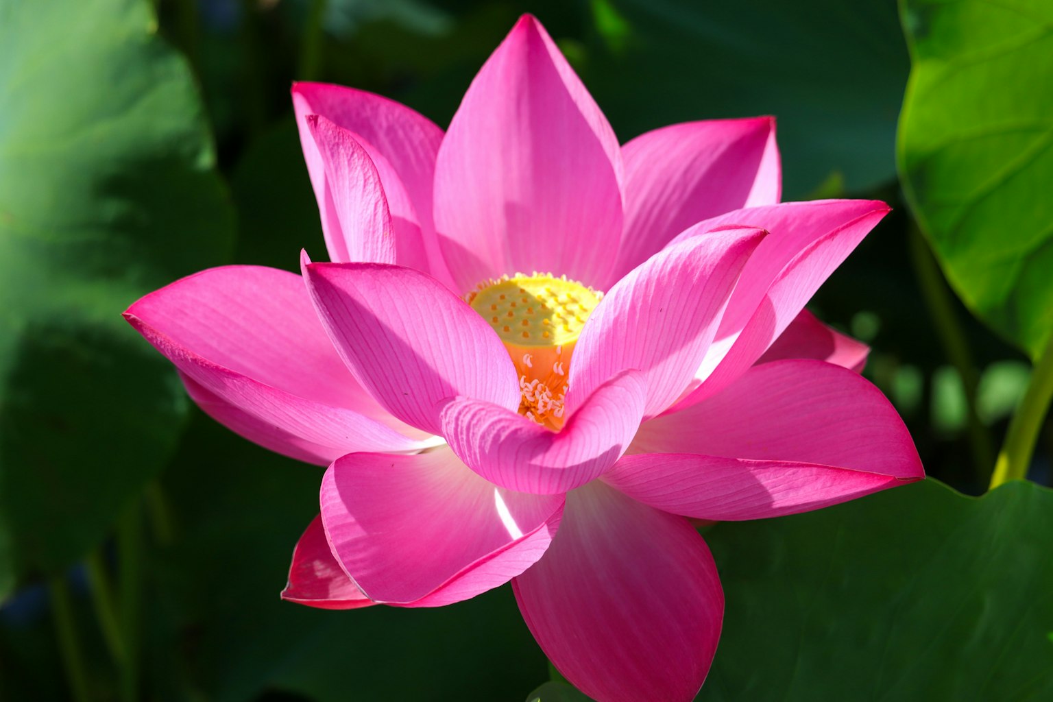ดอกบัวสีชมพูสดใสเบ่งบานท่ามกลางใบเขียว