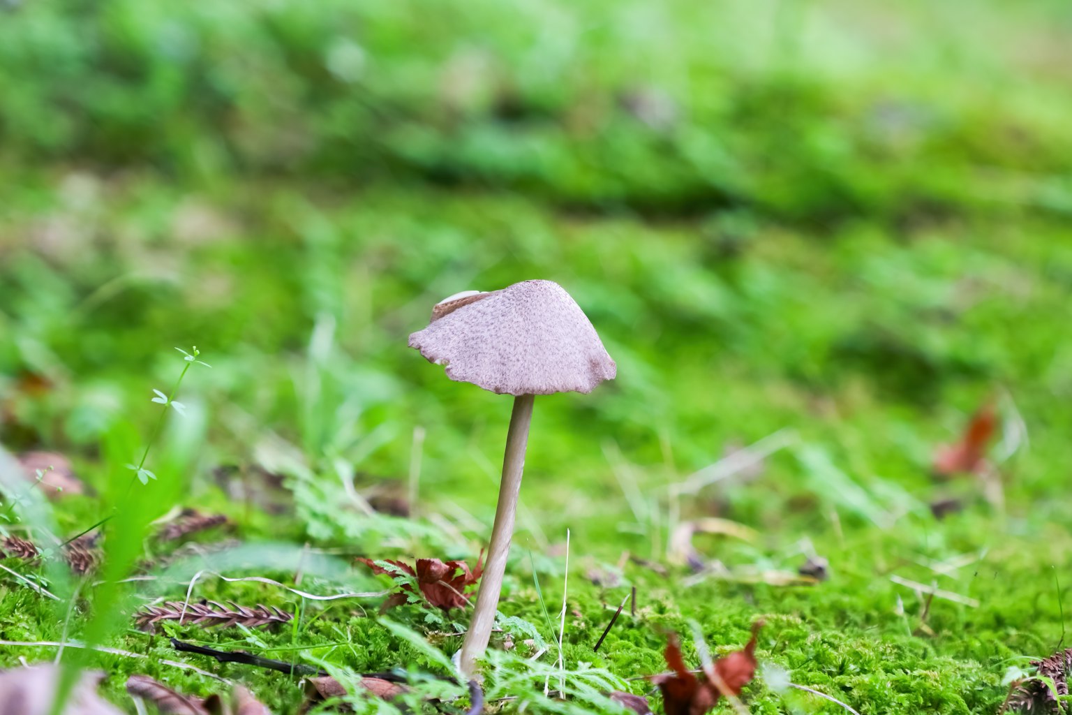 Un petit champignon se tenant sur de la mousse verte