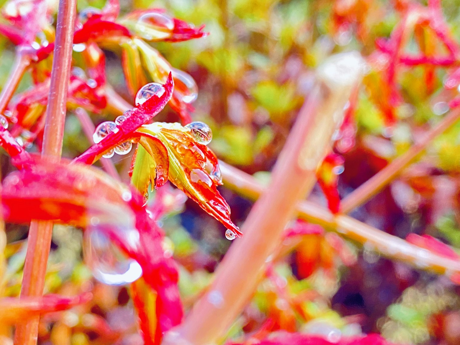 Cận cảnh lá đỏ và xanh tươi sáng với giọt nước