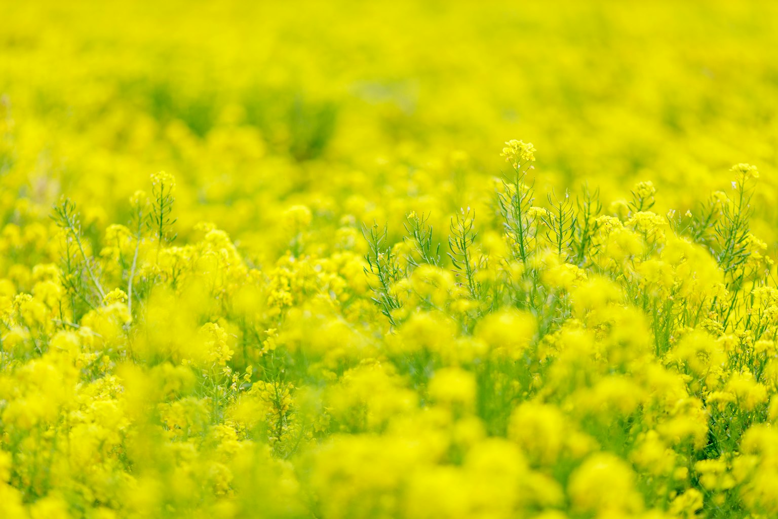 Primo piano di un campo di fiori di colza giallo brillante