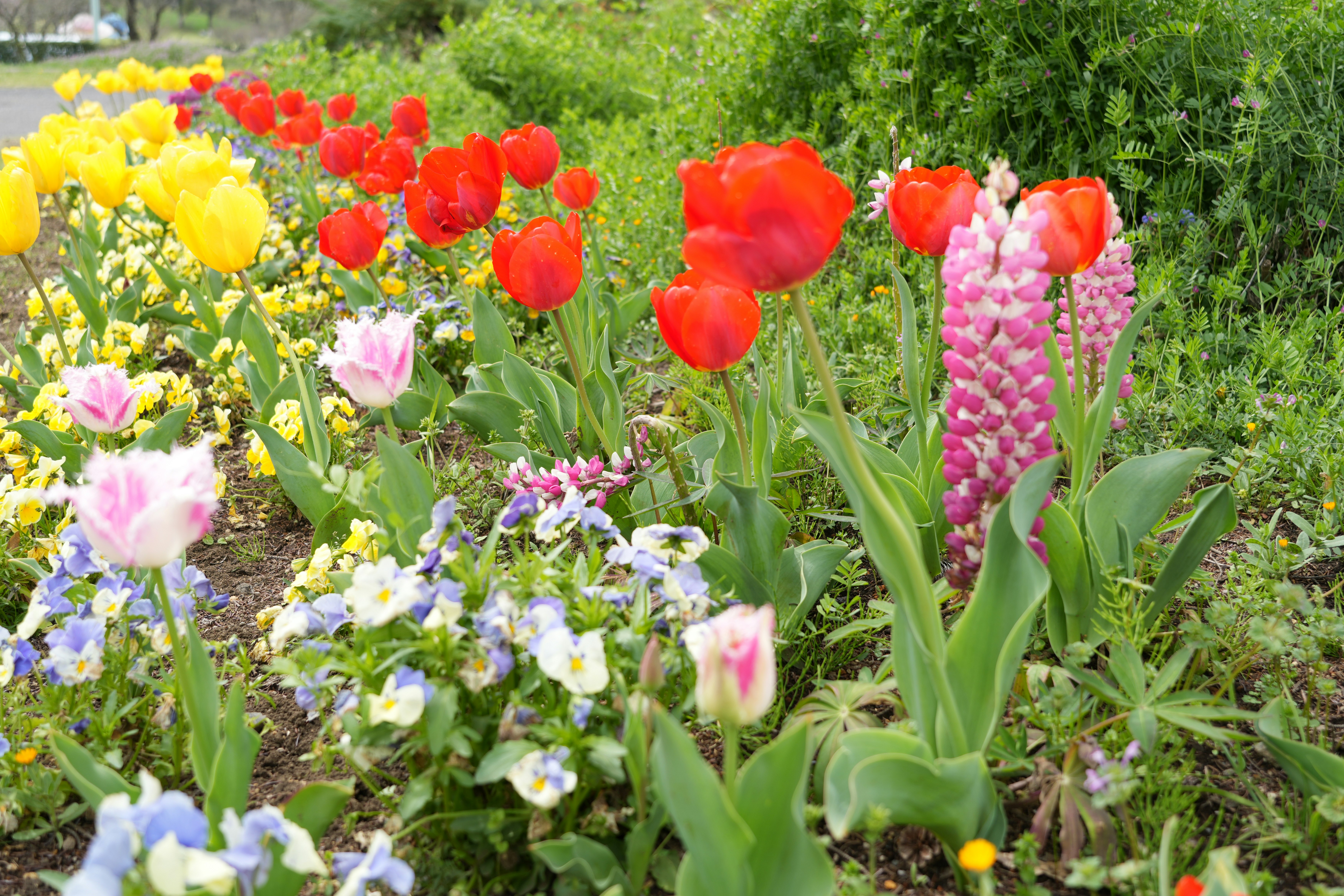 tulipes colorées et fleurs d’un parterre en jardin