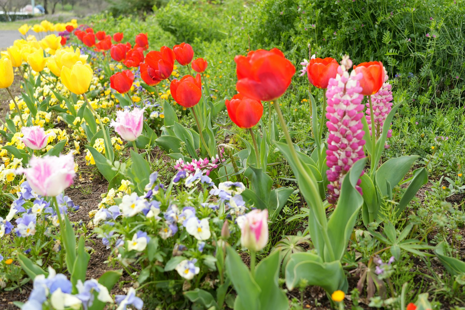 Escena de jardín colorido con tulipanes rojos y flores rosas