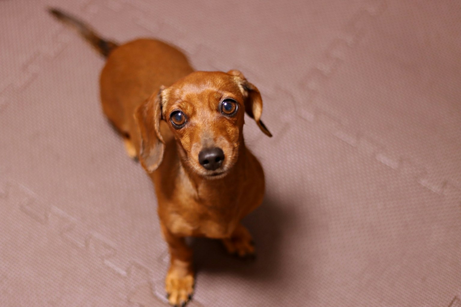 Dachshund marrone che guarda la fotocamera