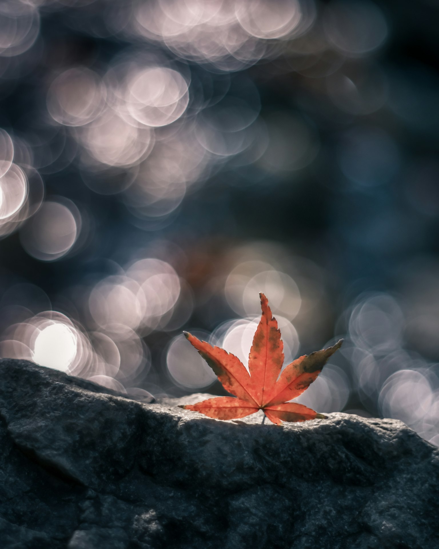 A red maple leaf resting on a stone with blurred light in the background