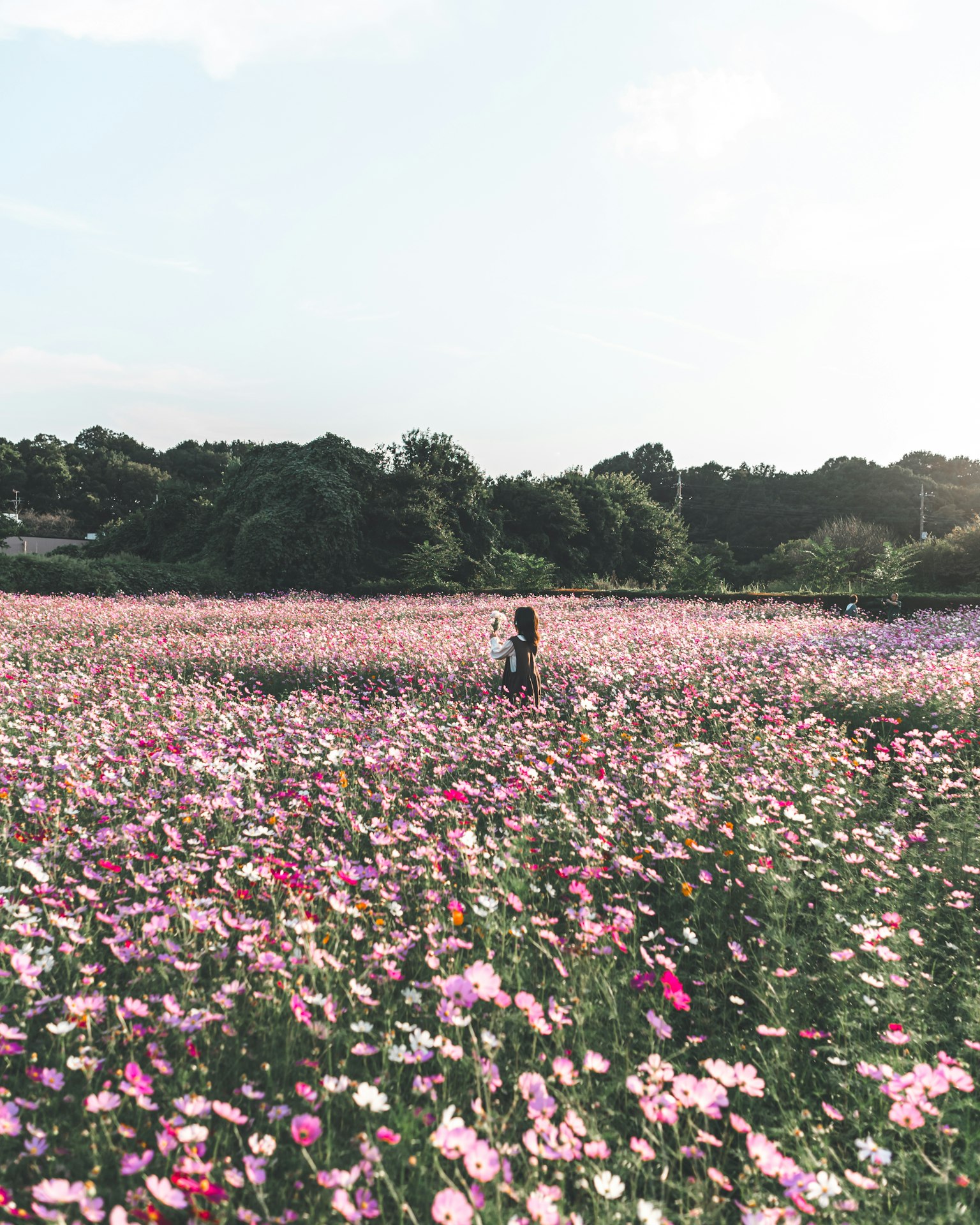 ผู้หญิงเดินอยู่ในทุ่งดอกไม้ที่เต็มไปด้วยดอกไม้สีชมพูและสีม่วง