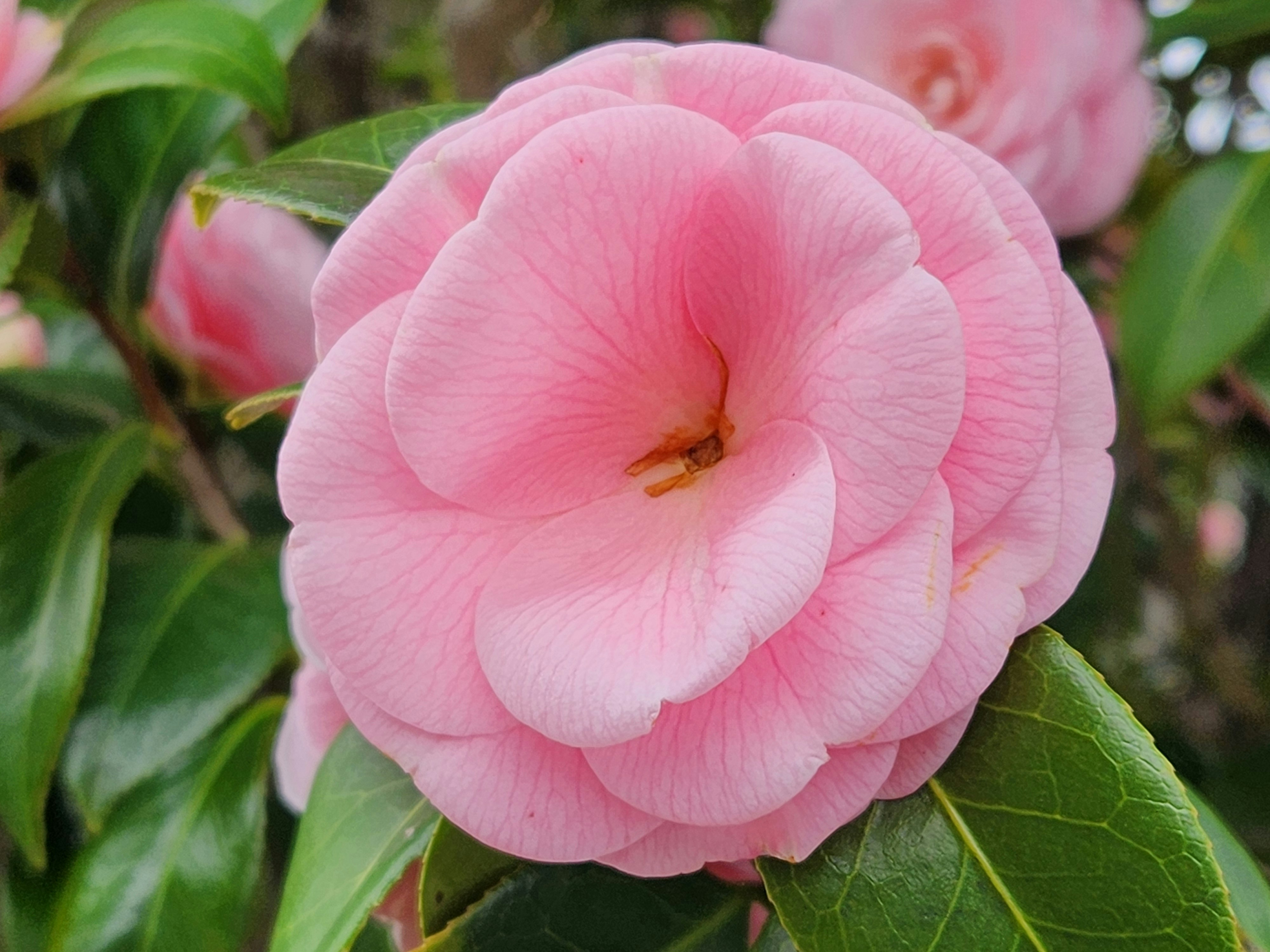 ピンクの椿の花のクローズアップ