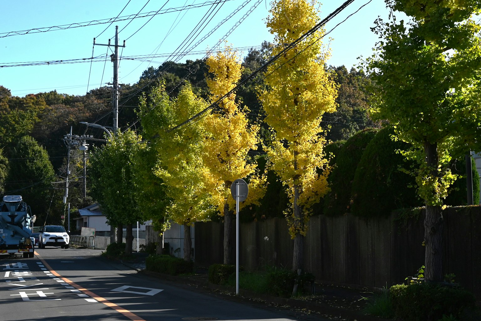 Vue de rue avec des arbres jaunes bordant la route