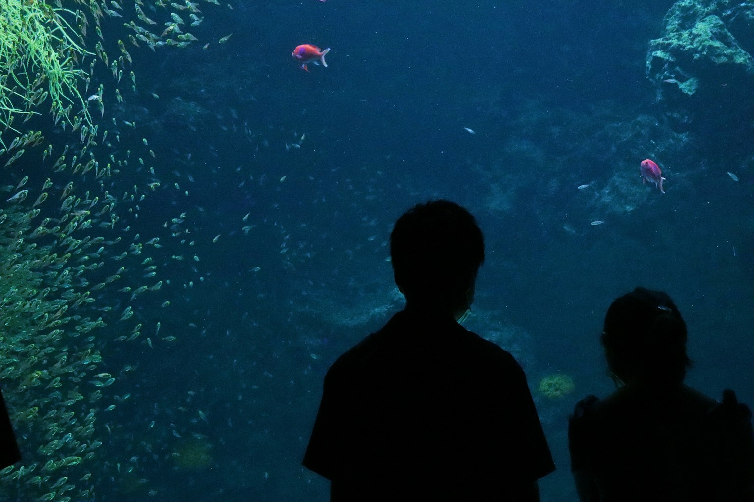 Silhouettes of people observing an aquarium tank with colorful fish and aquatic plants