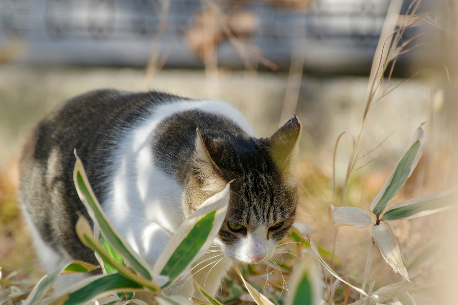 Kucing berburu di rumput dengan ekspresi fokus