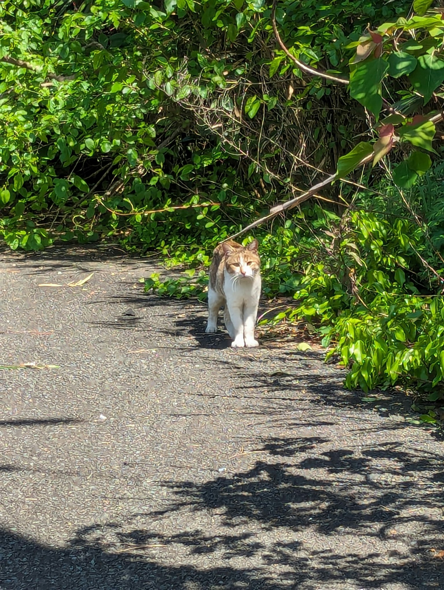 一只猫在小路上行走，周围环绕着绿色植物