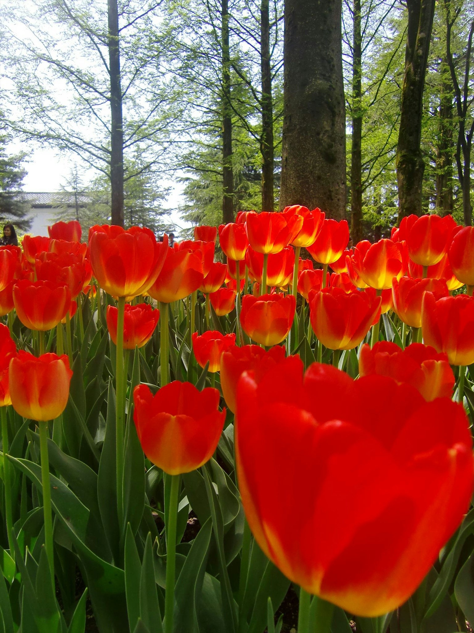 Tulipanes rojos vibrantes en un campo rodeado de árboles verdes