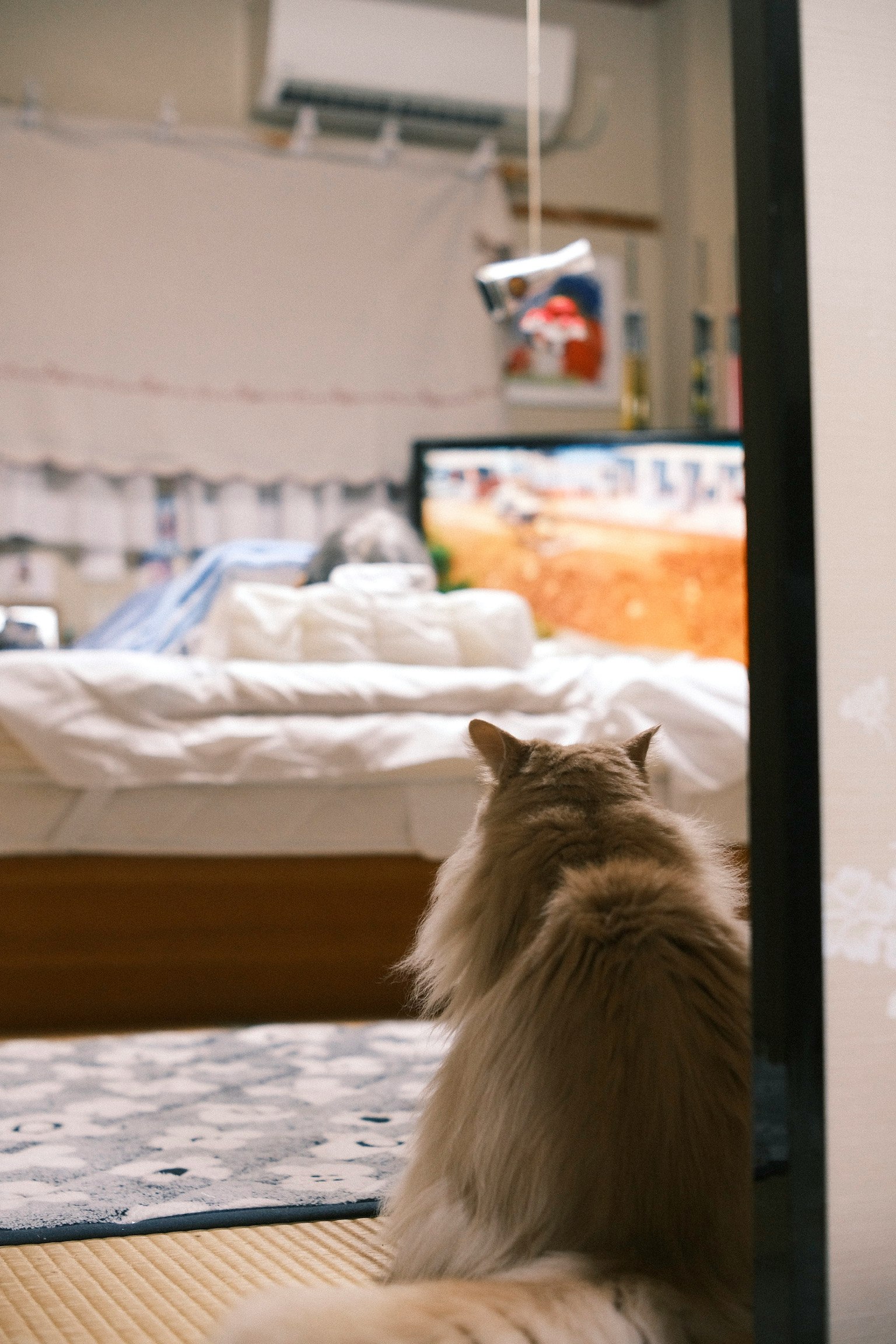 猫がテレビを見ている部屋の風景