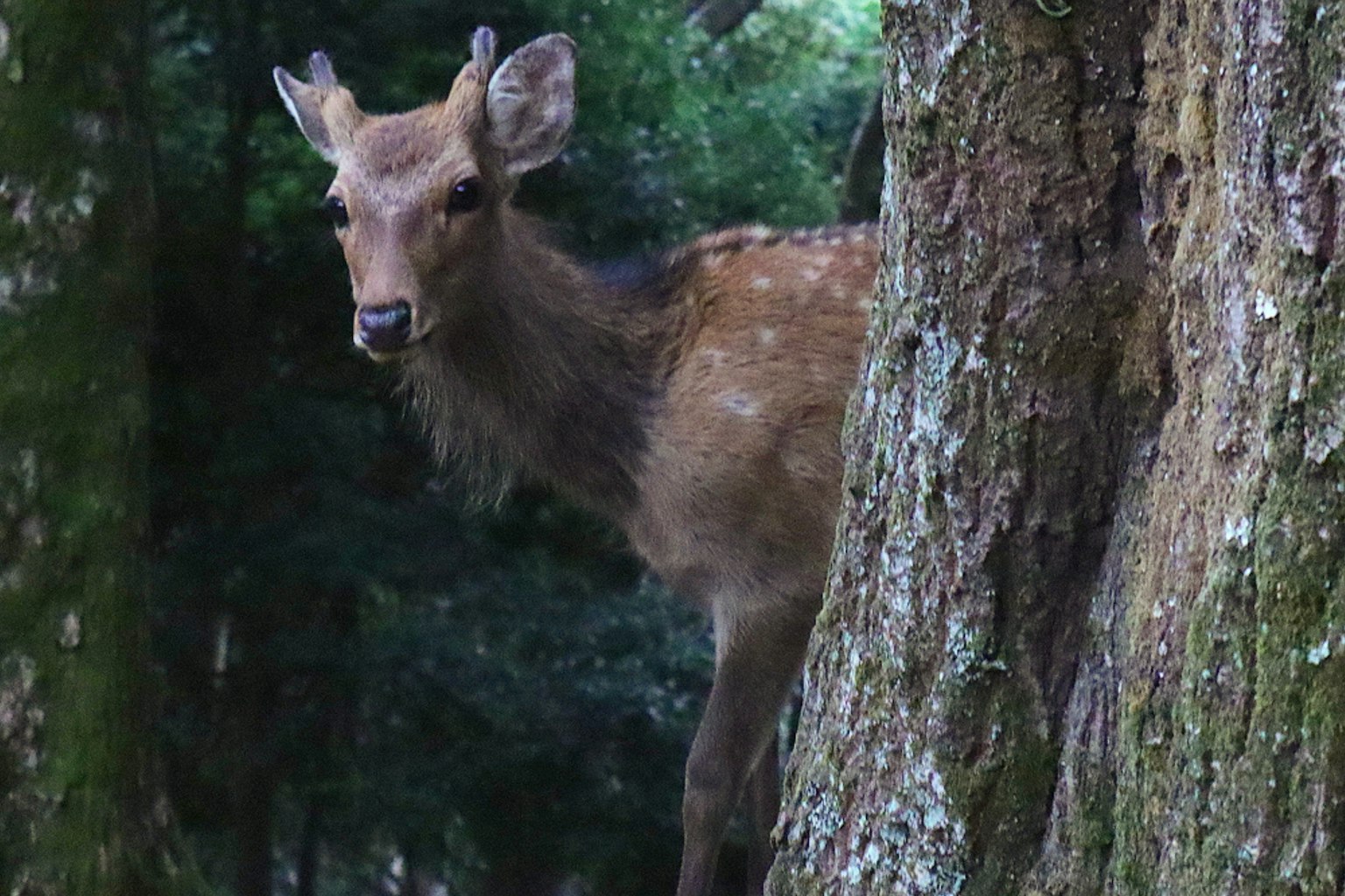 Image of a young deer hiding behind a tree