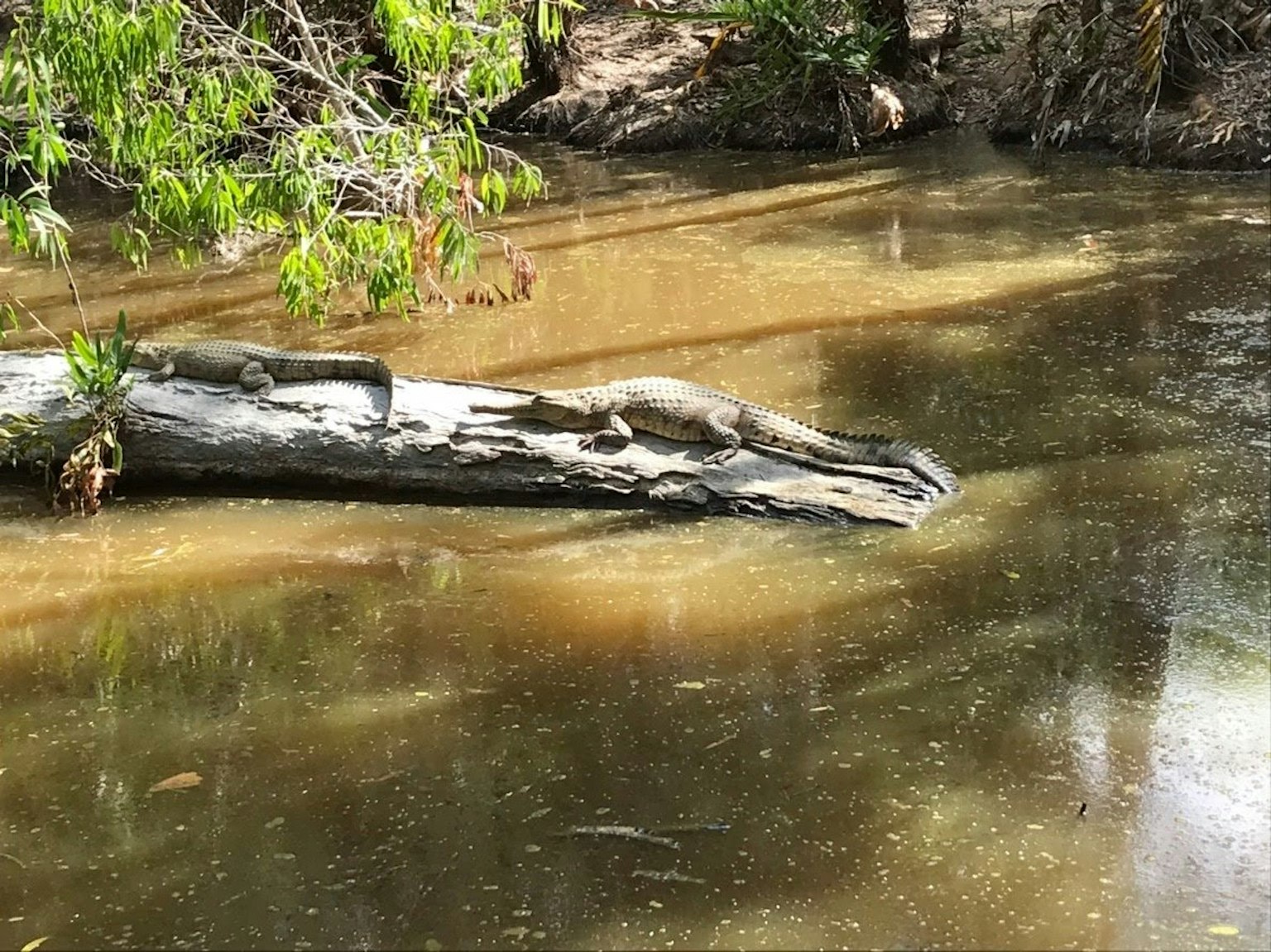 Natürliche Szenerie mit einem auf dem Wasser treibenden Stamm und einem darauf ruhenden Reptil