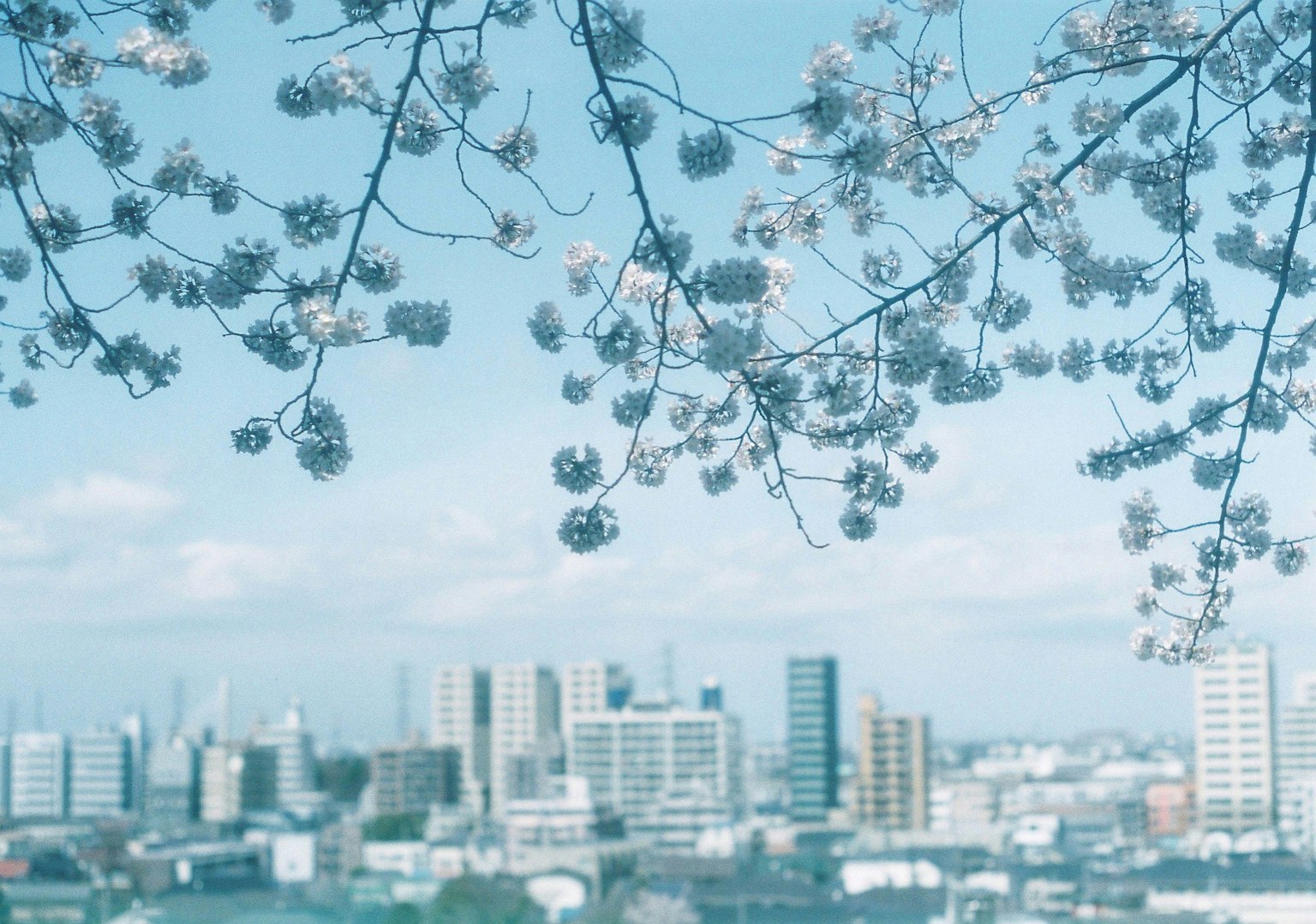 Vue de la ville avec des cerisiers en fleurs sous un ciel bleu