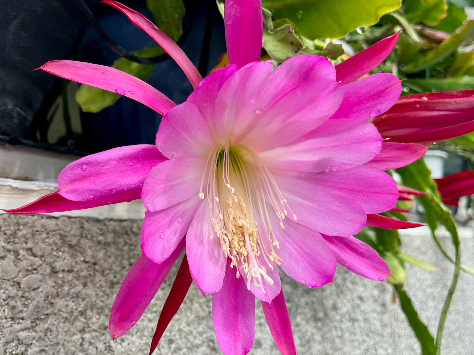 Vibrant pink cactus flower in full bloom