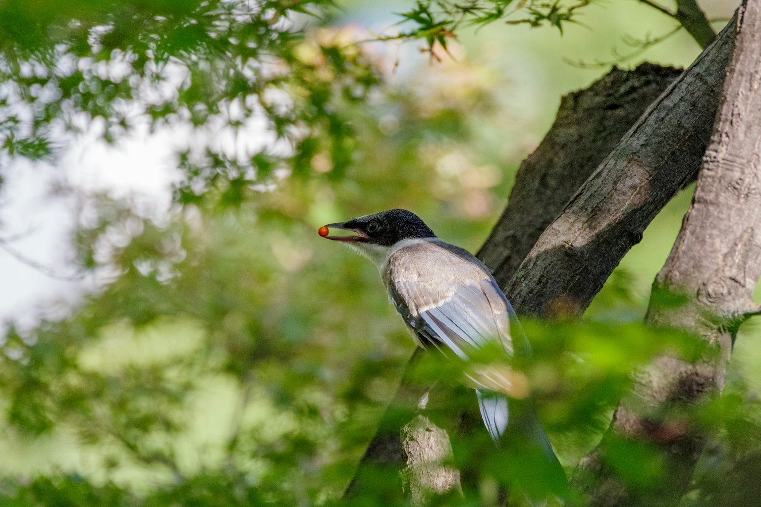 Oiseau gris perché sur une branche entouré de feuilles vertes