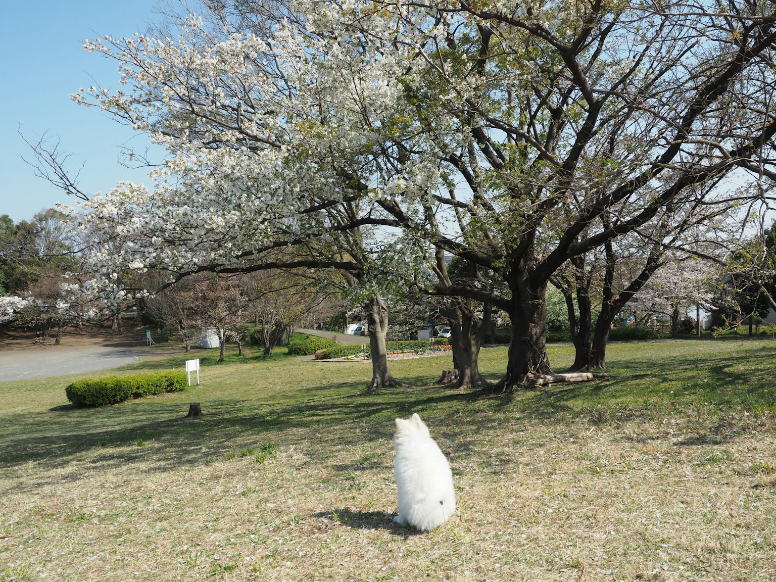 一隻白狗坐在公園的綠草地上，旁邊是櫻花樹