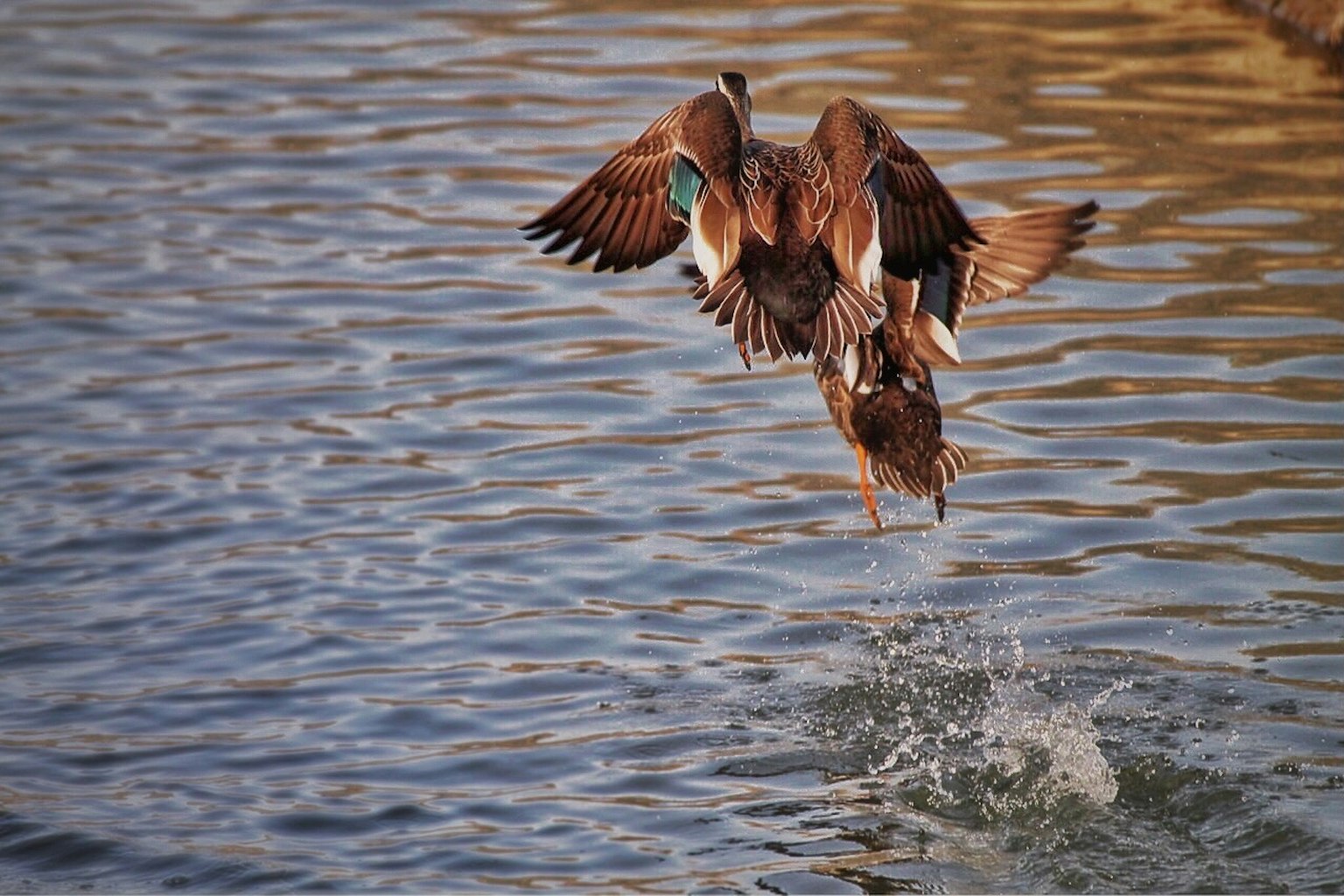 Un groupe de canards s'envolant de la surface de l'eau