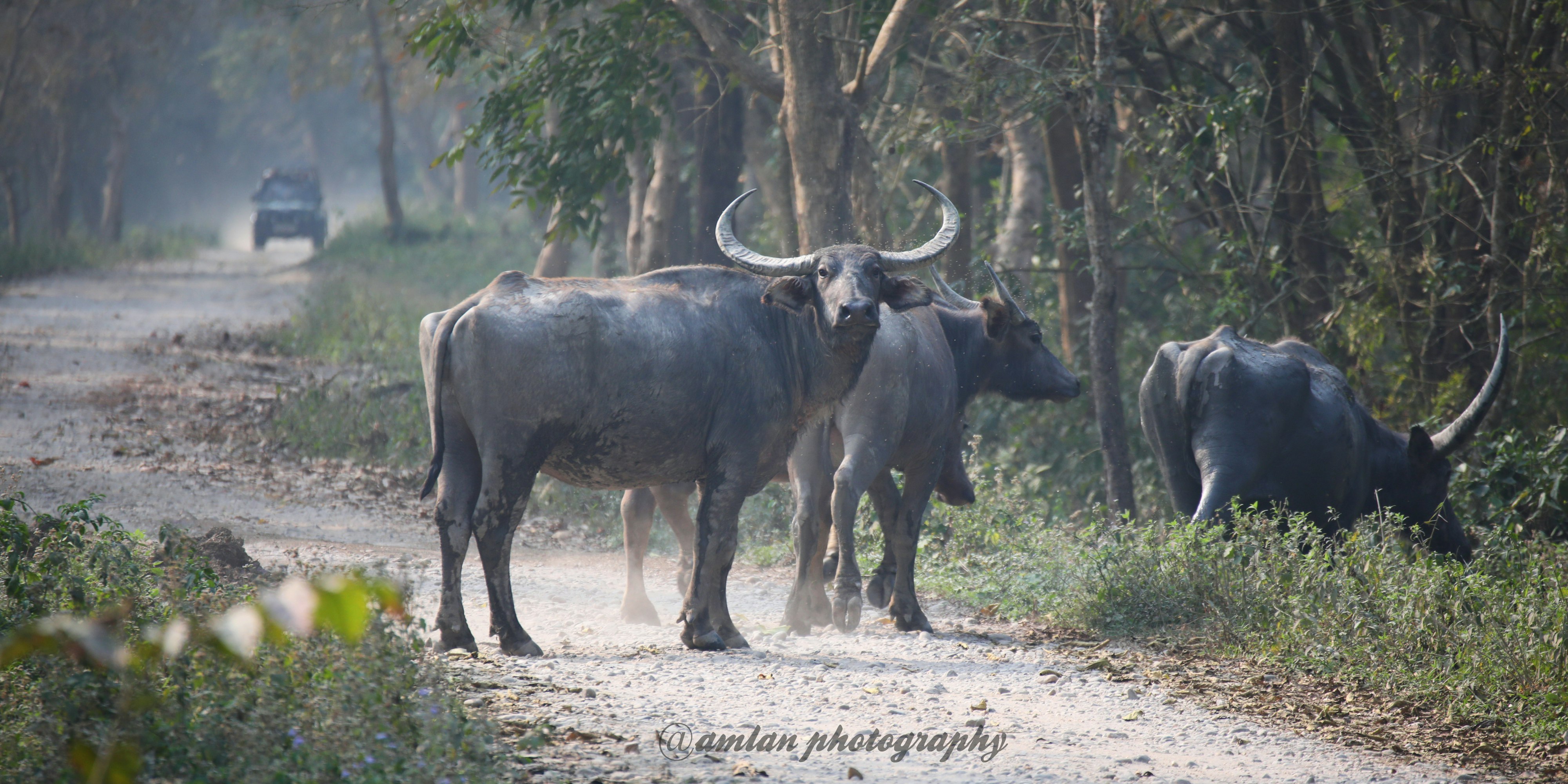 ฝูงควายป่ากำลังข้ามทางในอุทยานแห่งชาติกาซิรังกา