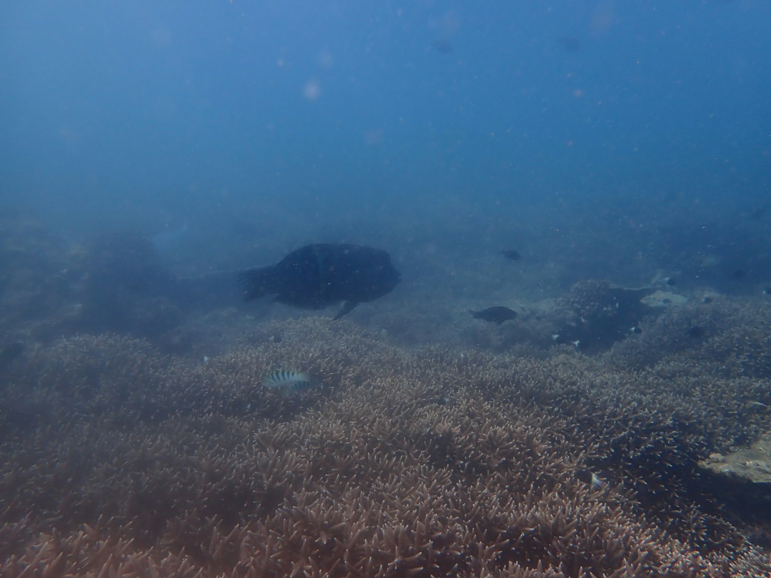 Scène sous-marine montrant un récif corallien et le fond marin dans une eau bleue