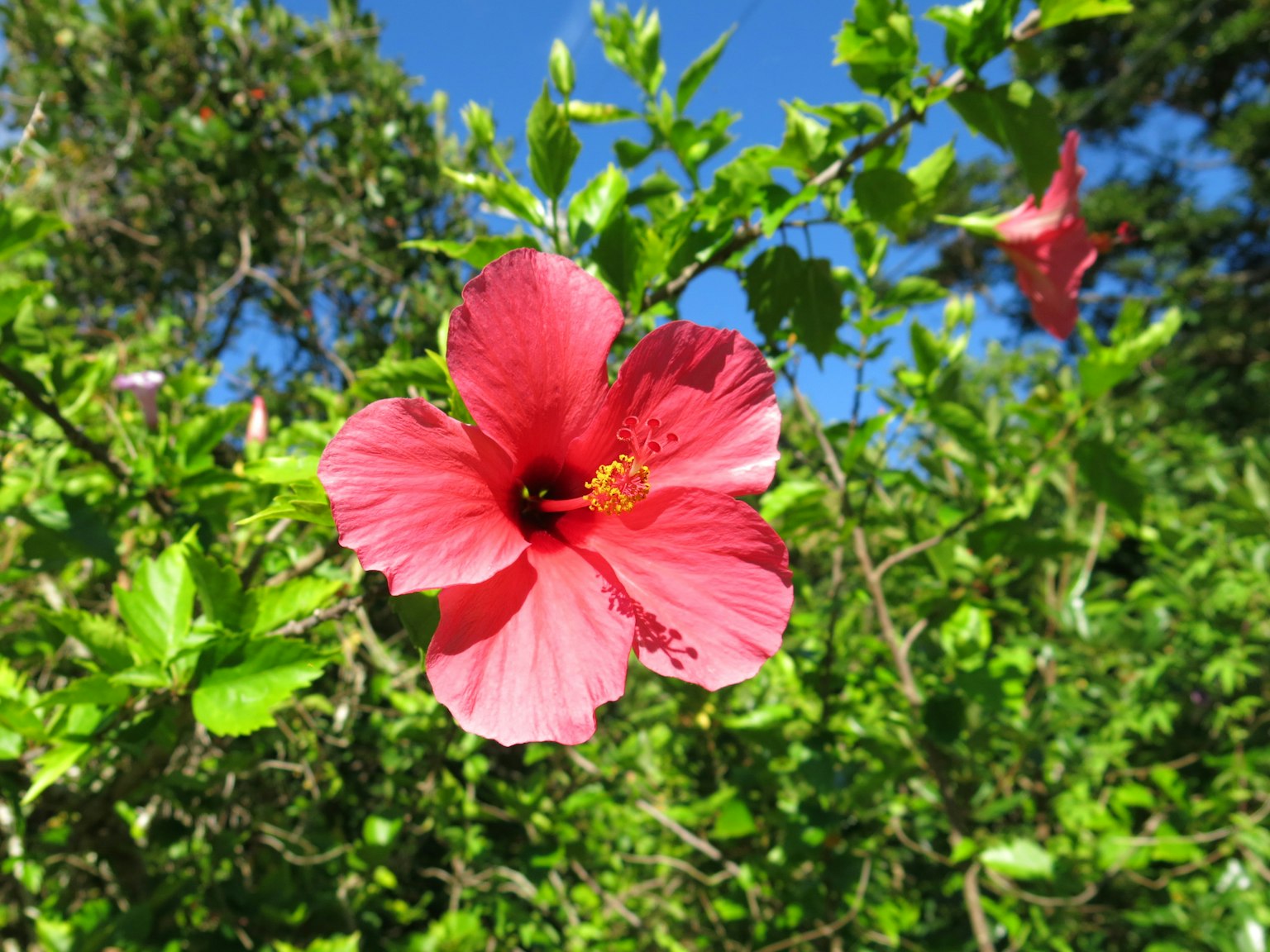 Eine lebendige rosa Hibiskusblüte, die zwischen grünen Blättern blüht
