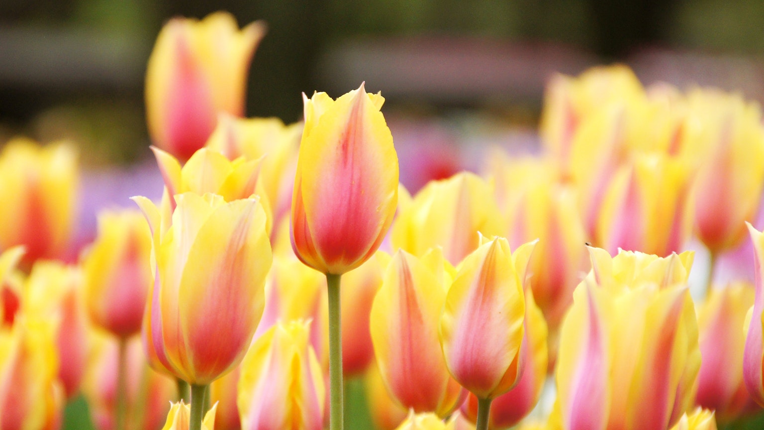 Cánh đồng rực rỡ với hoa tulip vàng và hồng đang nở hoa