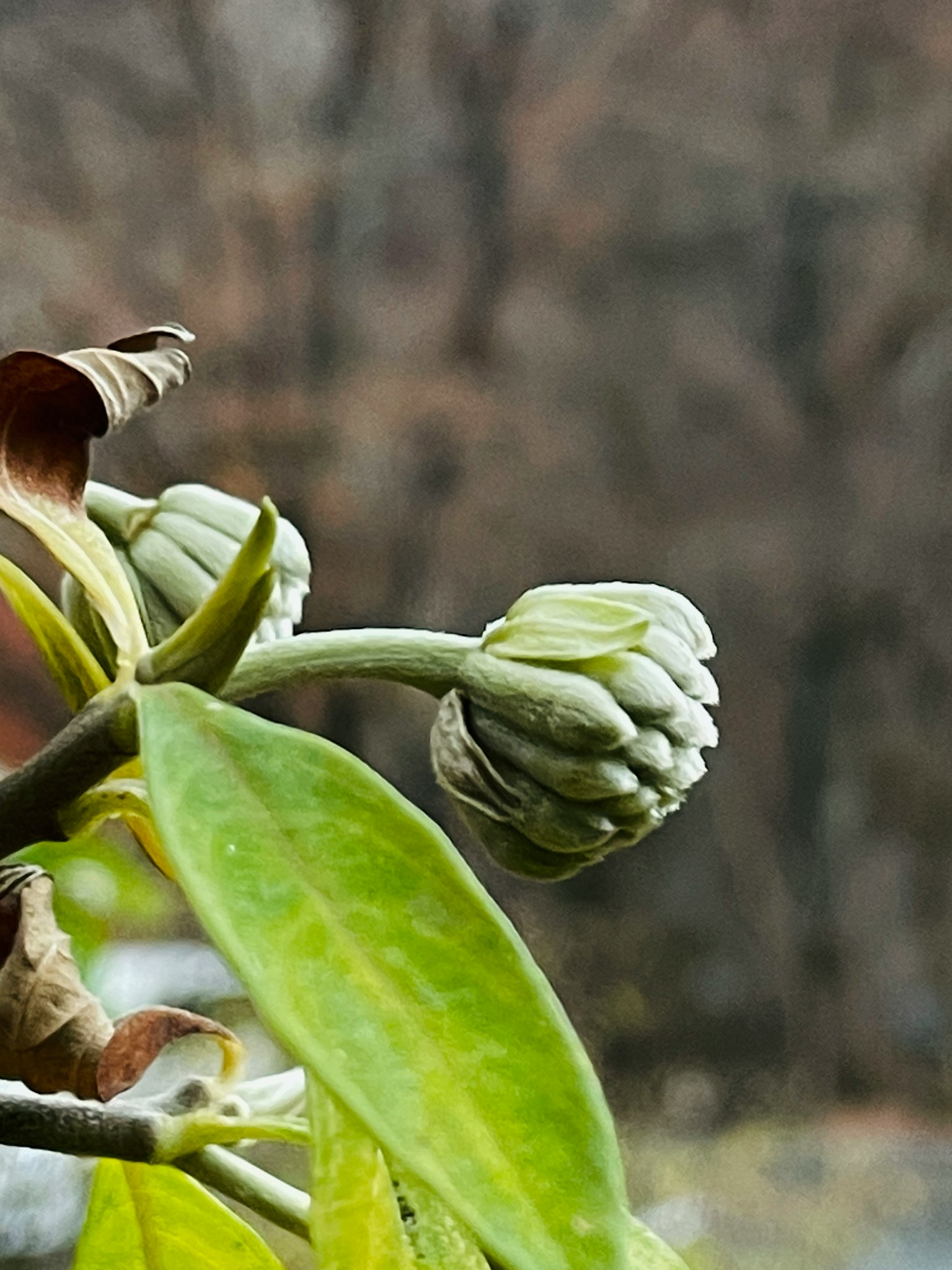 Close-up of green leaves and buds with a blurred natural background