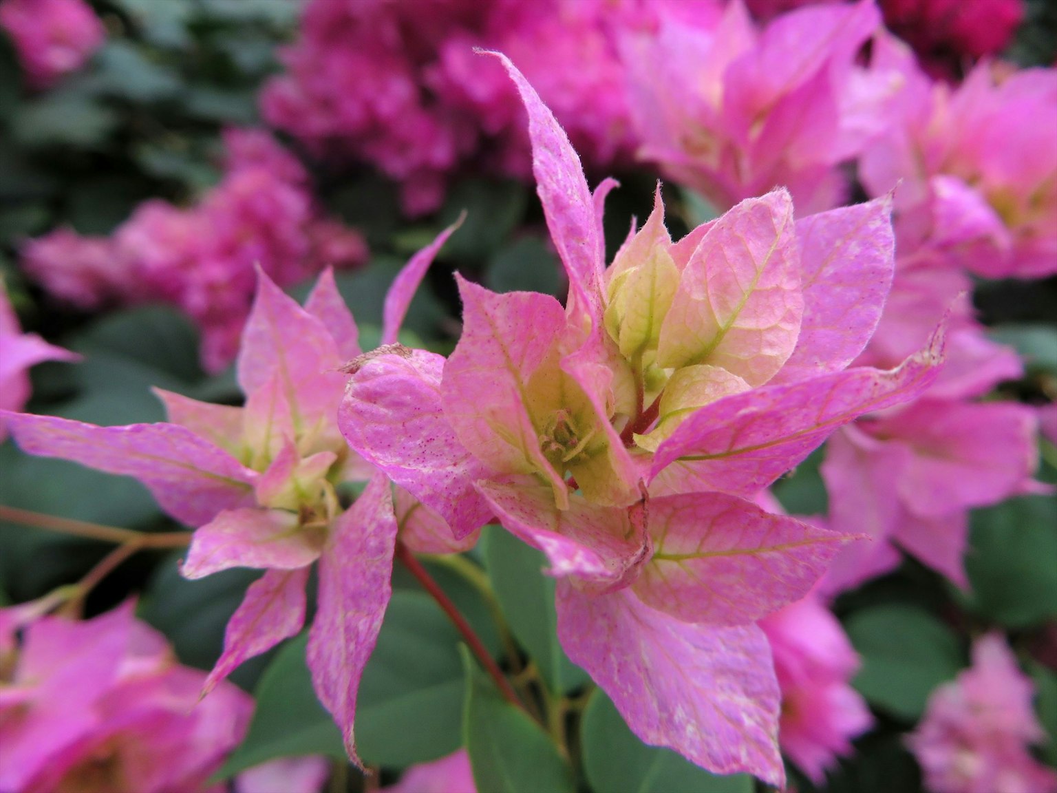 Fiori di bougainvillea rosa vibranti in dettaglio