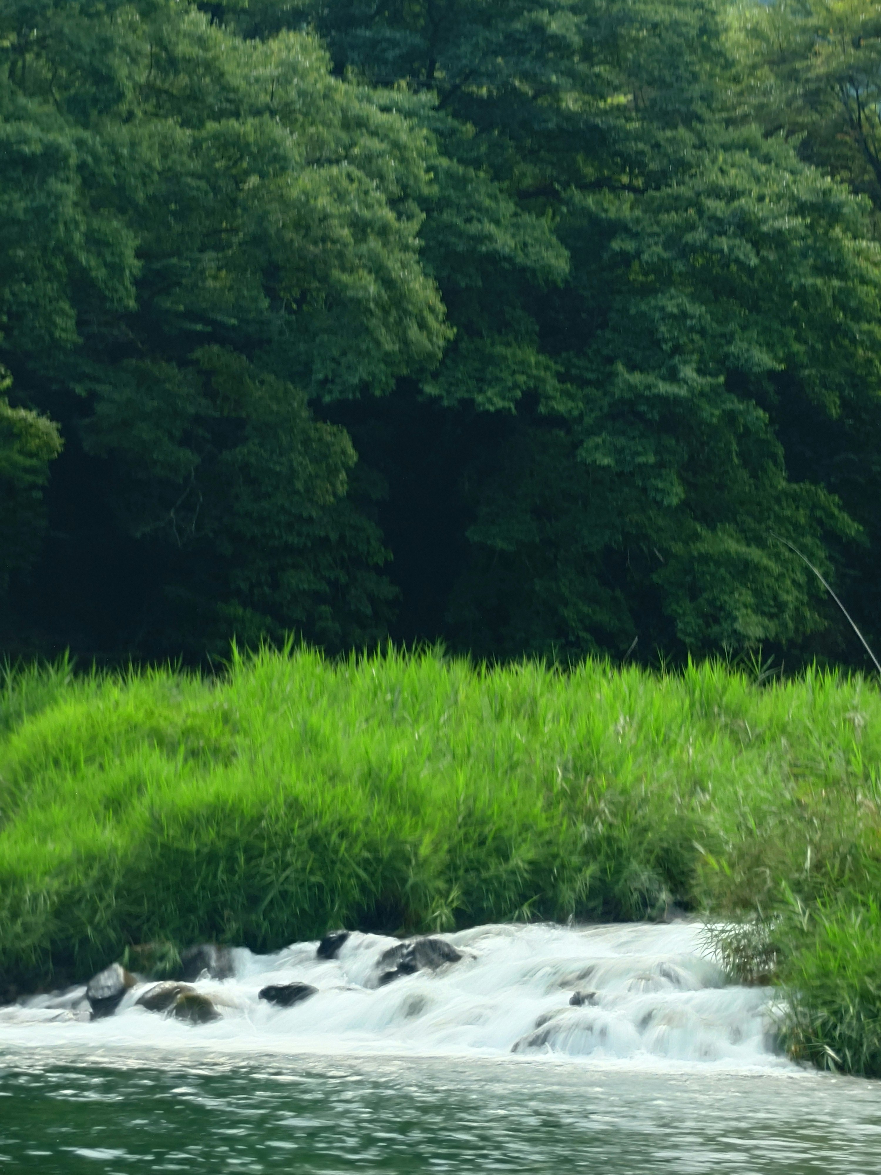 stream flowing through lush green forest