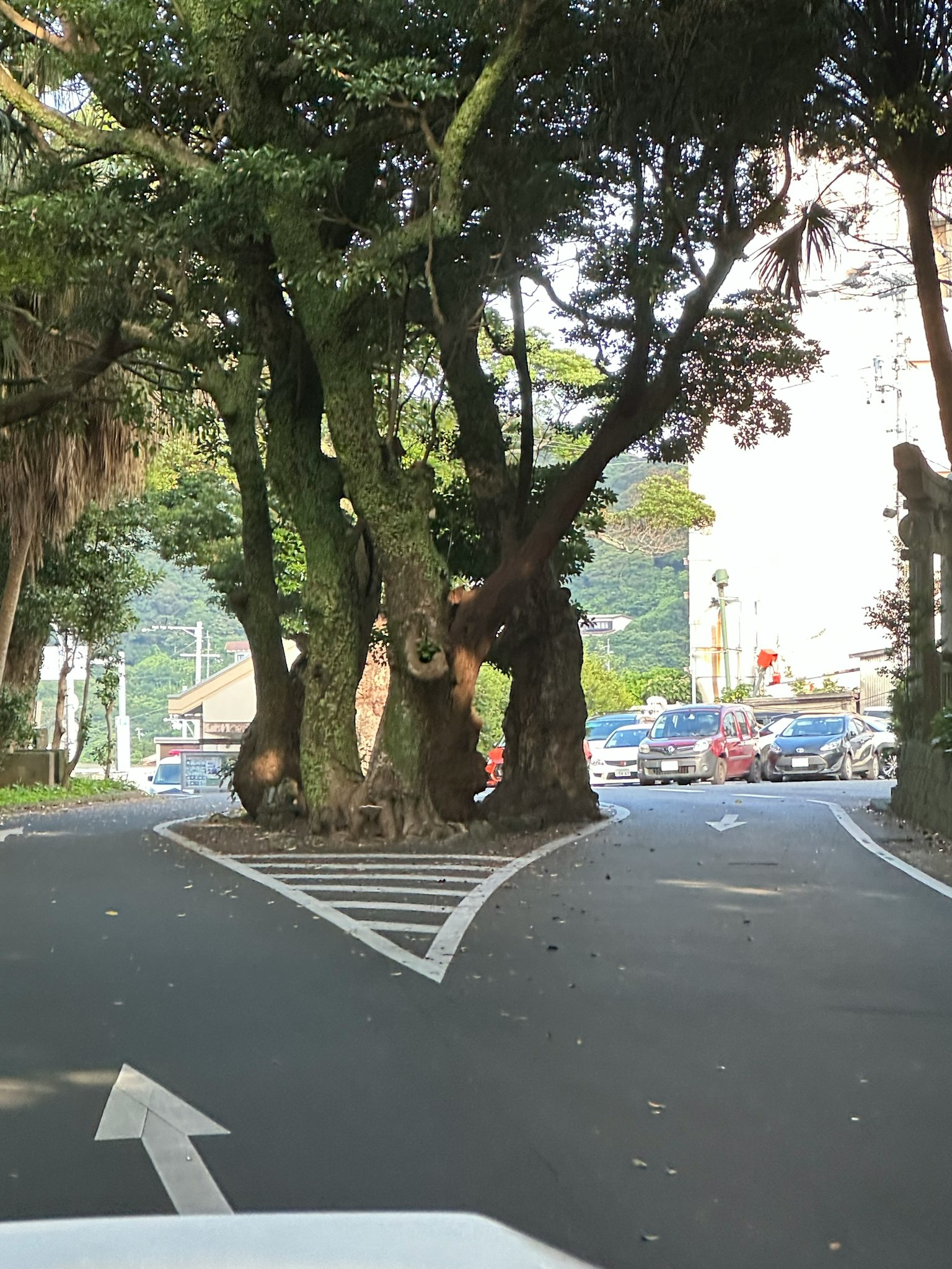 Strada curva con grandi alberi sul lato