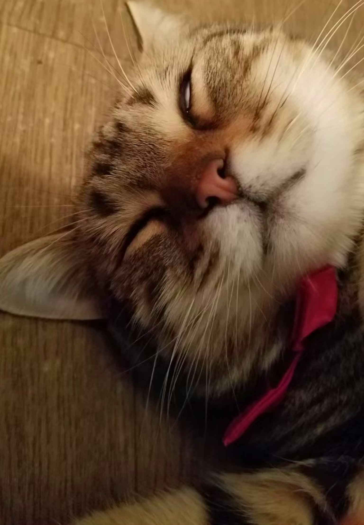 Viso di un gatto che dorme con strisce marroni e nere che indossa un fiocco rosso