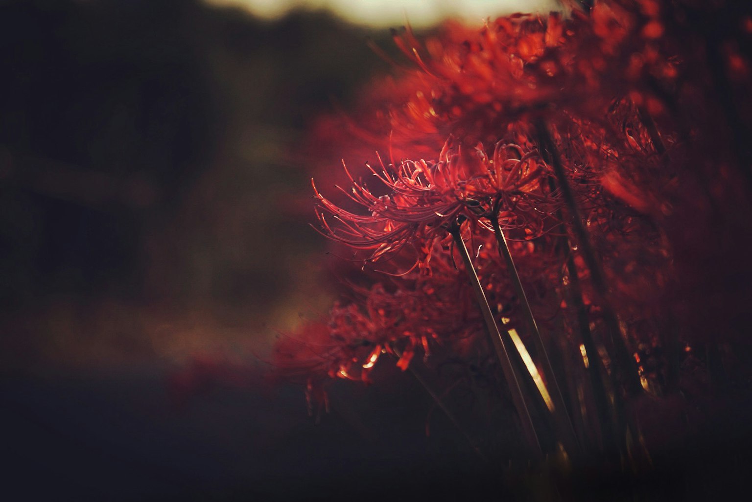Une scène vibrante avec des fleurs rouges en fleurs