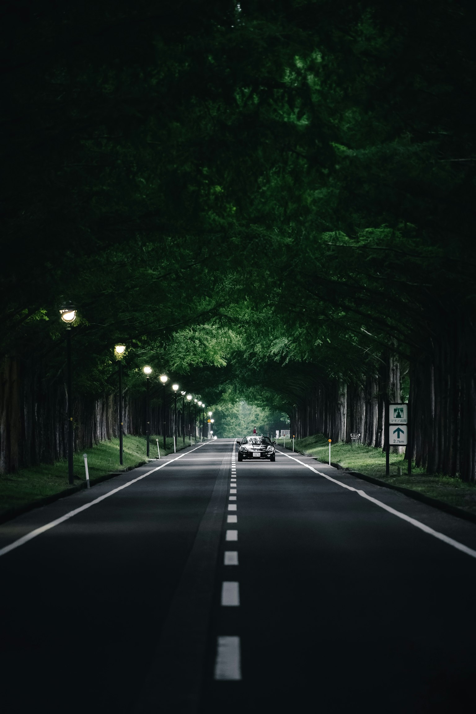 Una carretera tranquila rodeada de árboles verdes exuberantes