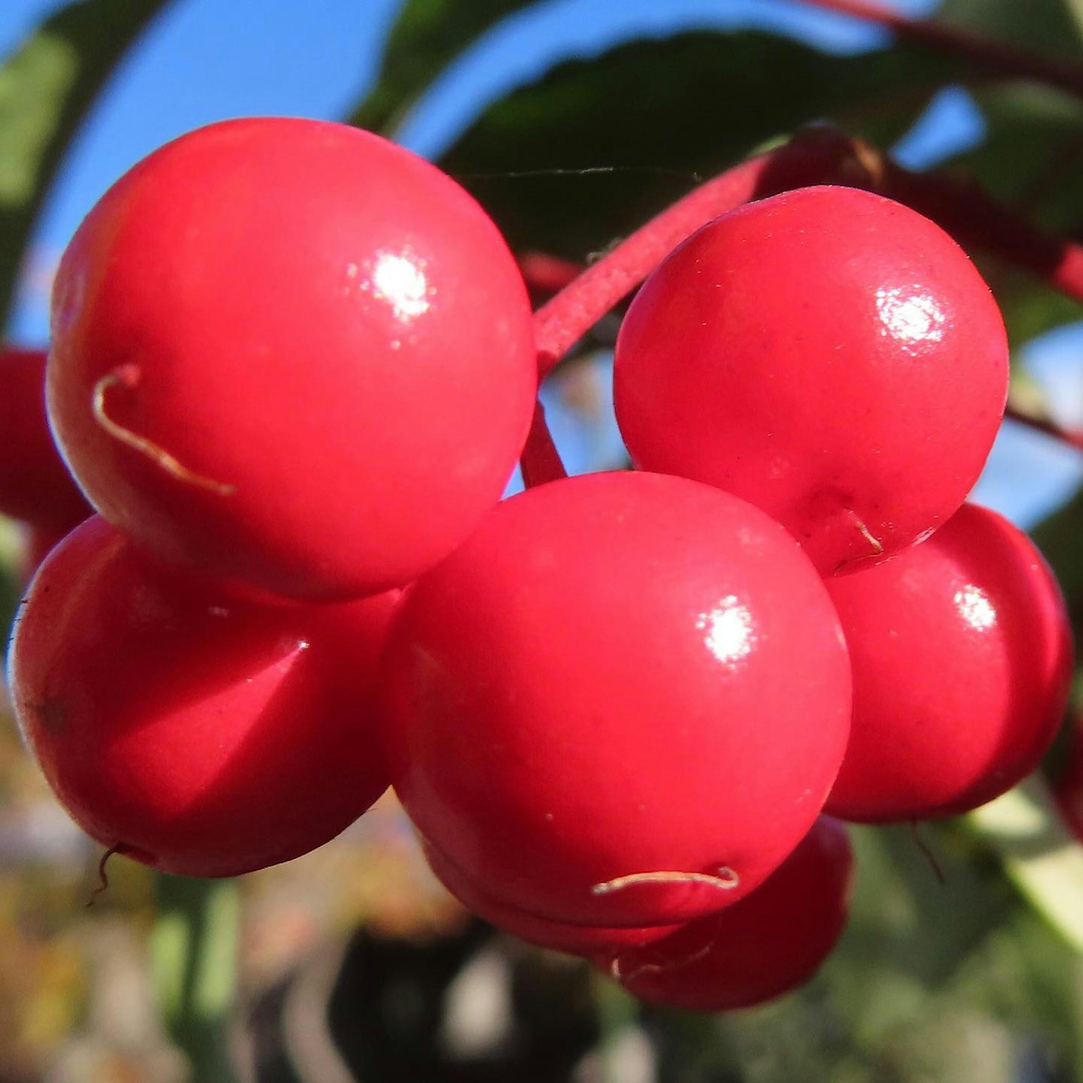 Foto ravvicinata di bacche rosse lucide con una forma rotonda liscia