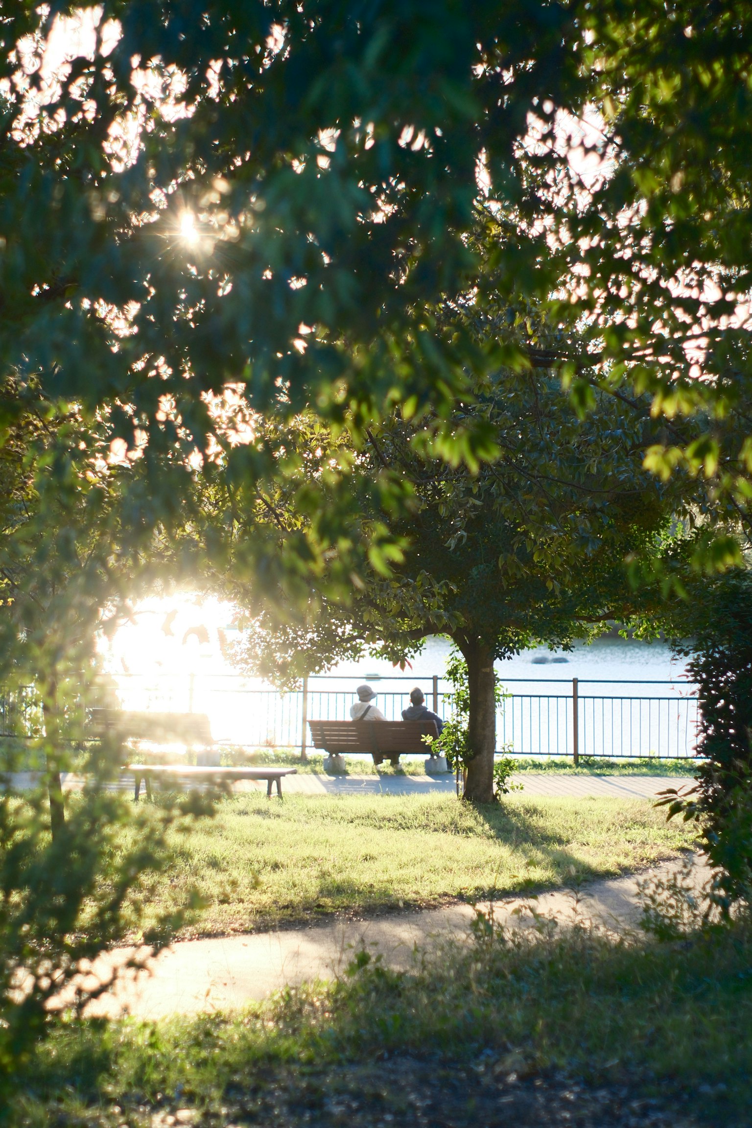 公園のベンチに座る人々と川の景色を背景にした緑豊かな風景
