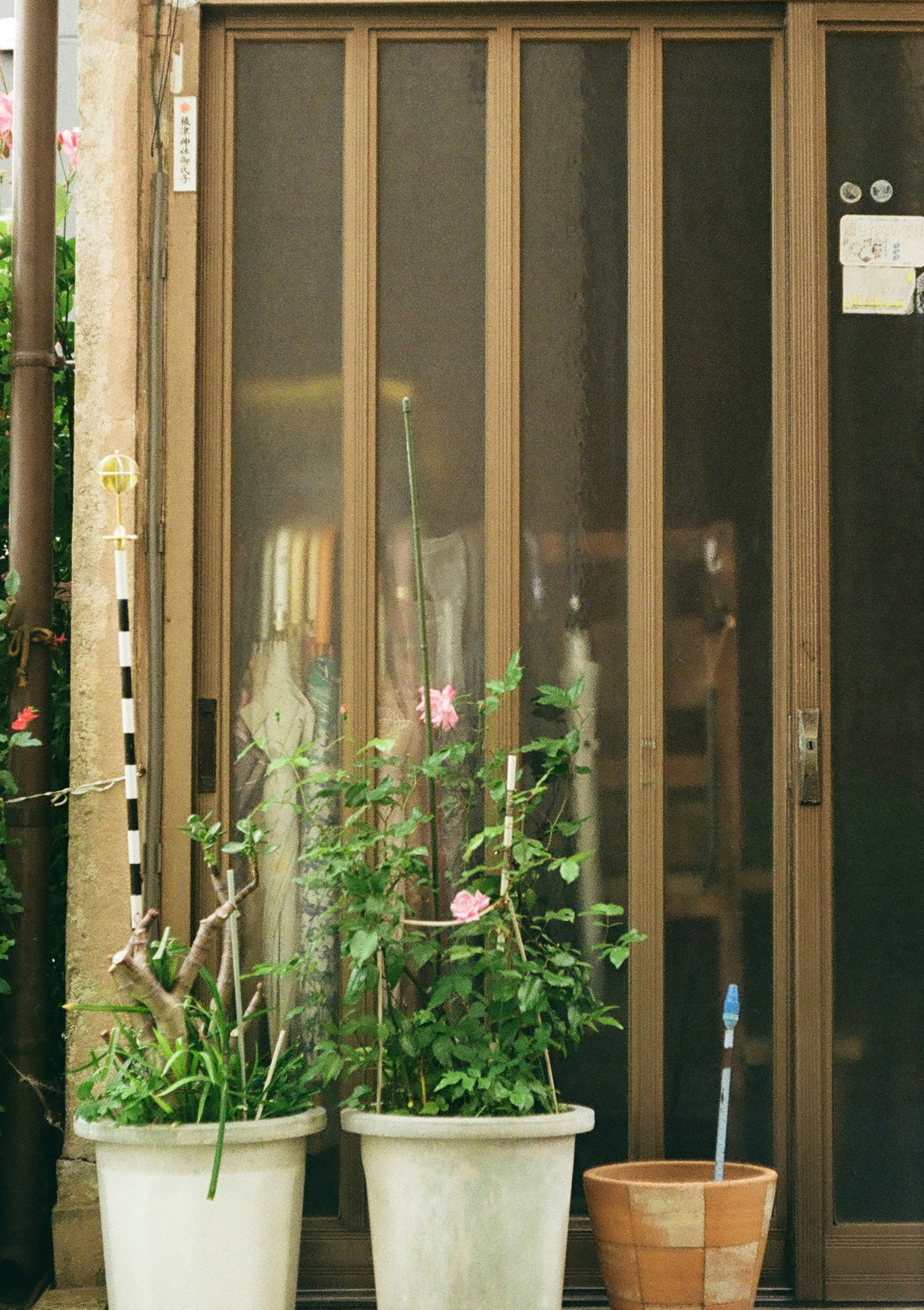 鉢植えが並ぶガラス戸のある玄関先