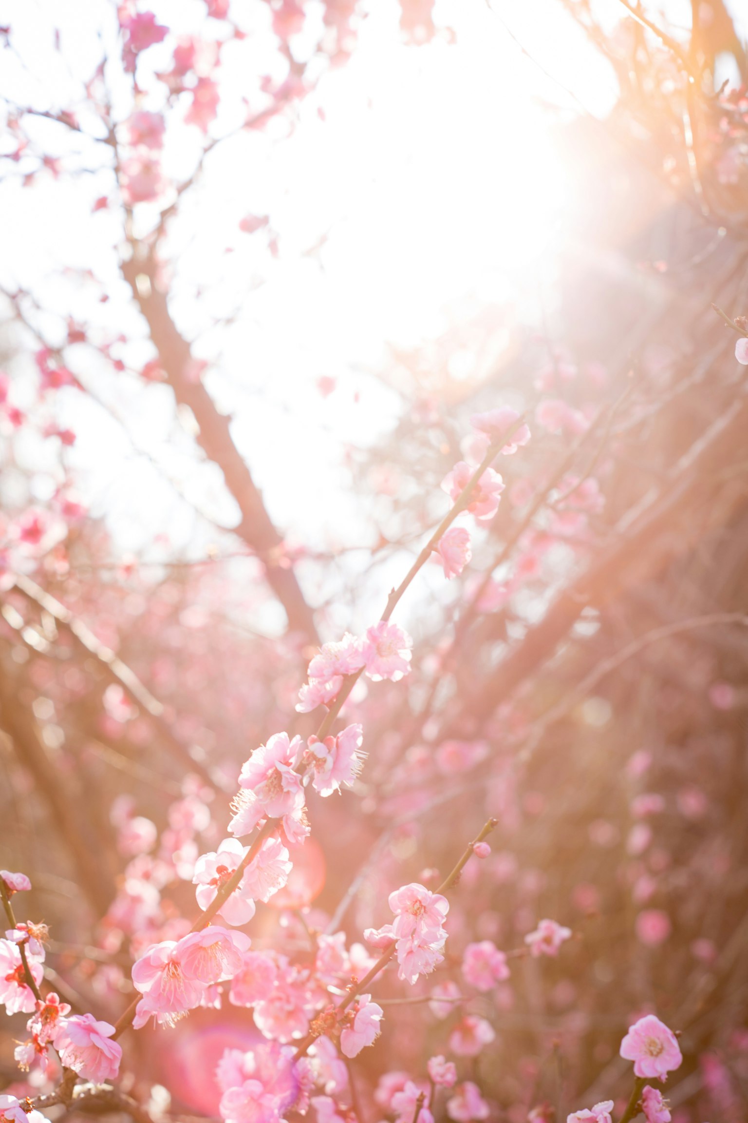 Hermosa escena de flores rosas floreciendo bajo la luz del sol de primavera