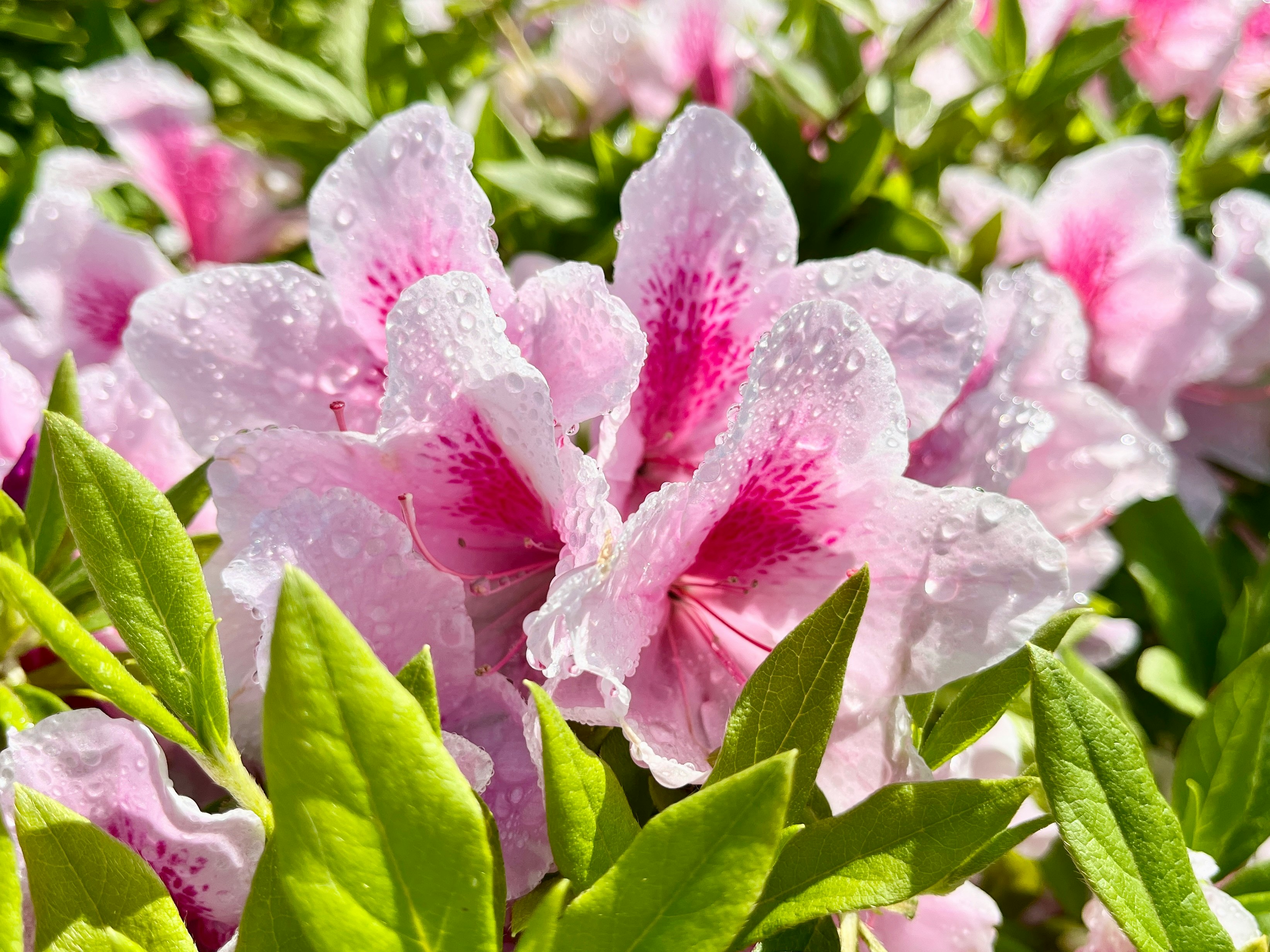 ピンクの花びらとつぼみのあるシャクヤクのクローズアップ