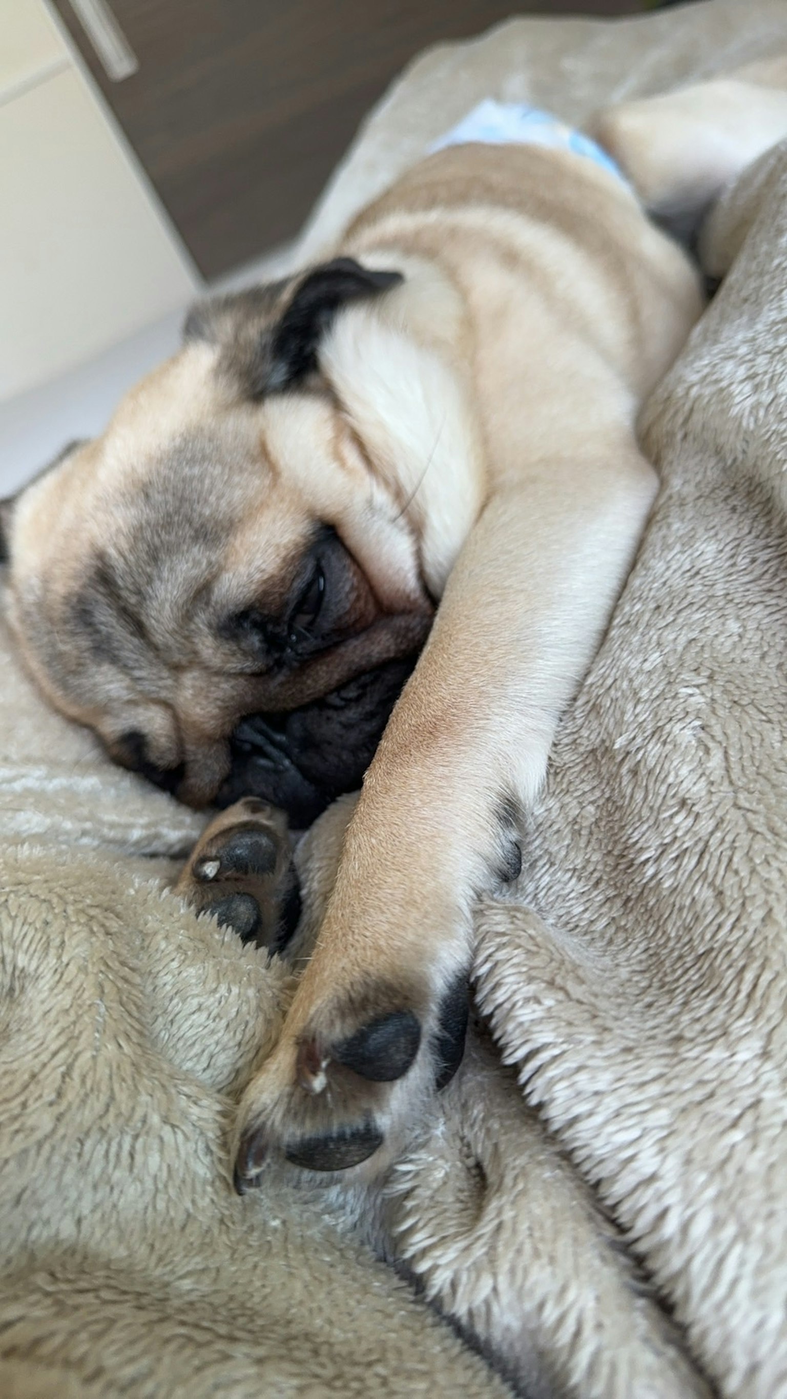 Un adorabile cane carlino che dorme pacificamente su una morbida coperta