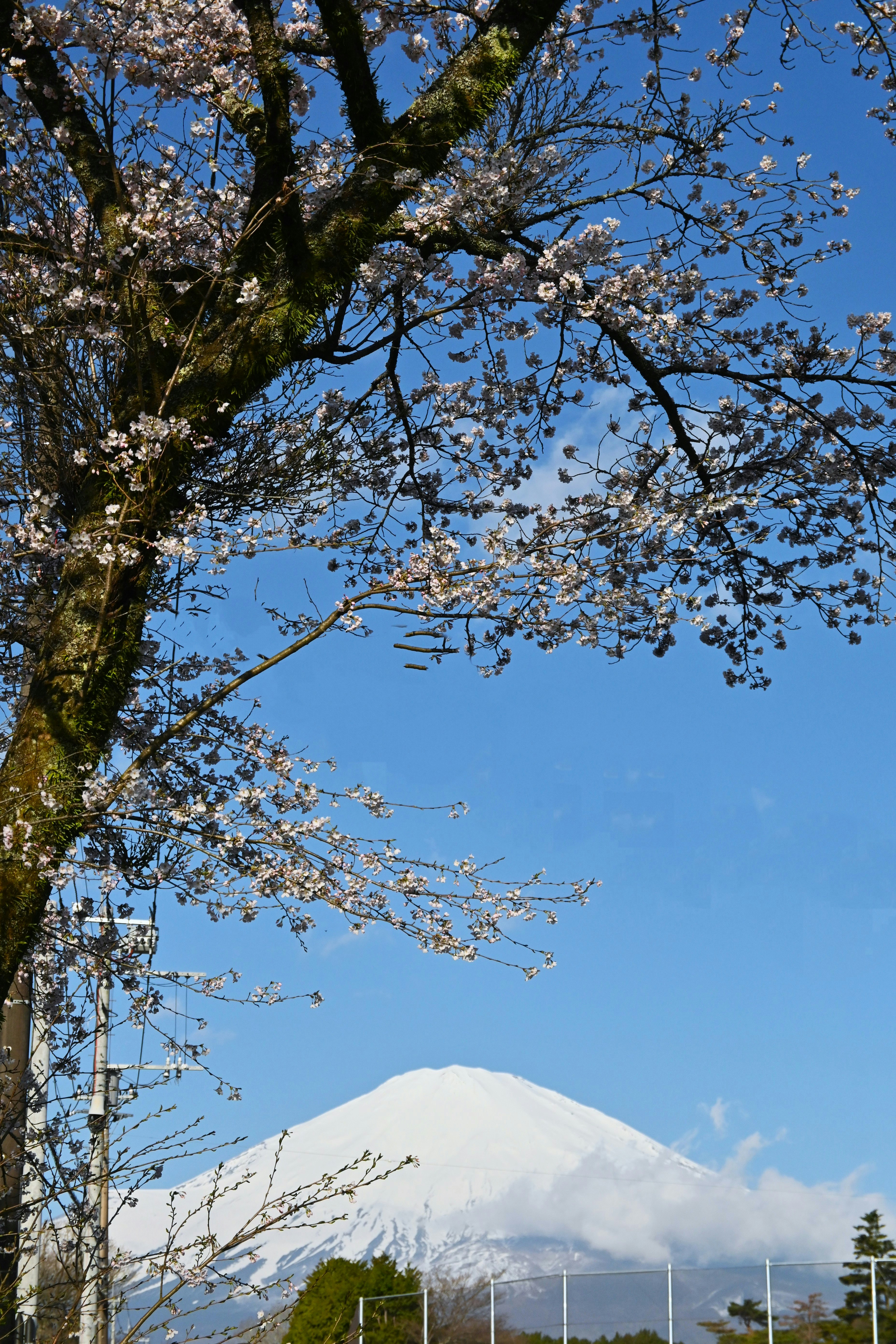 View of cherry blossoms and Mount Fuji against a blue sky