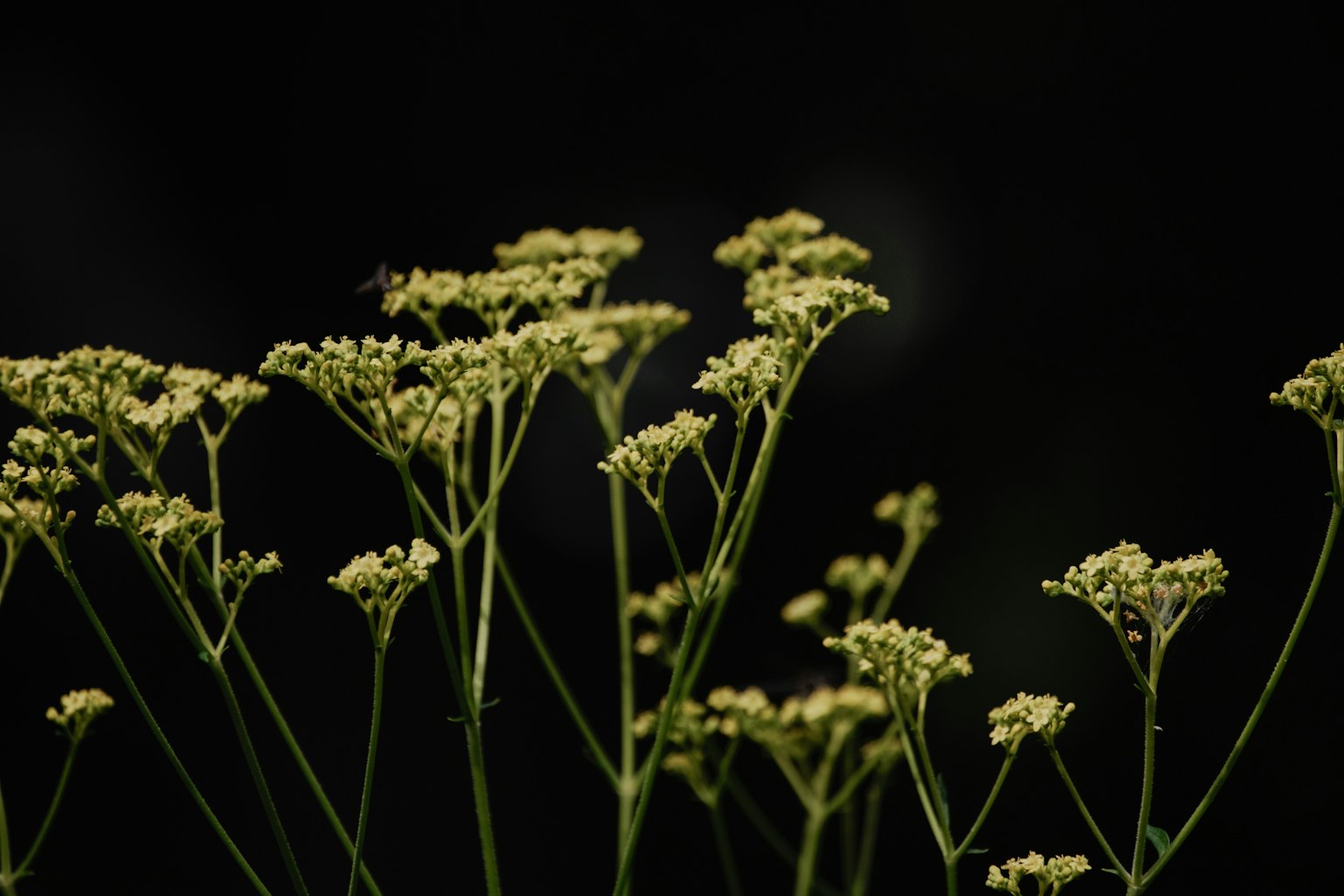 Gros plan de fleurs jaune-vert sur fond noir
