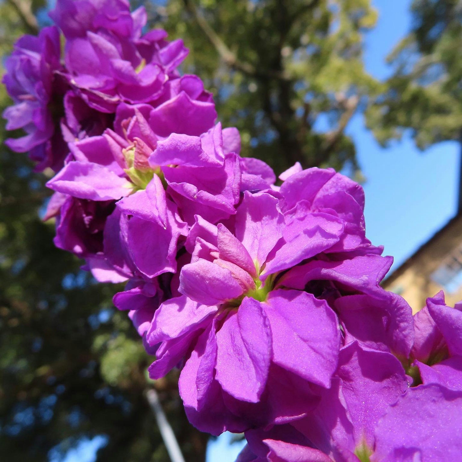 ภาพใกล้ของพืชที่มีดอกไม้สีม่วงสดใส