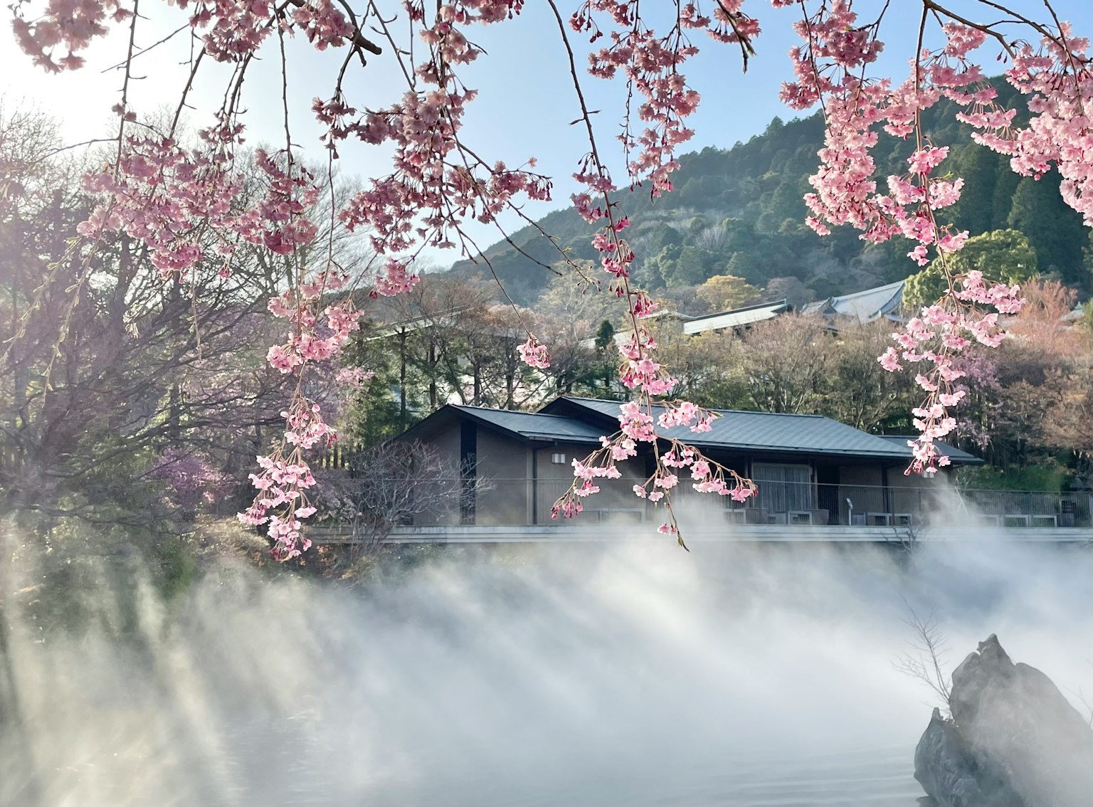 Sebuah rumah tenang dikelilingi oleh bunga sakura dan kabut
