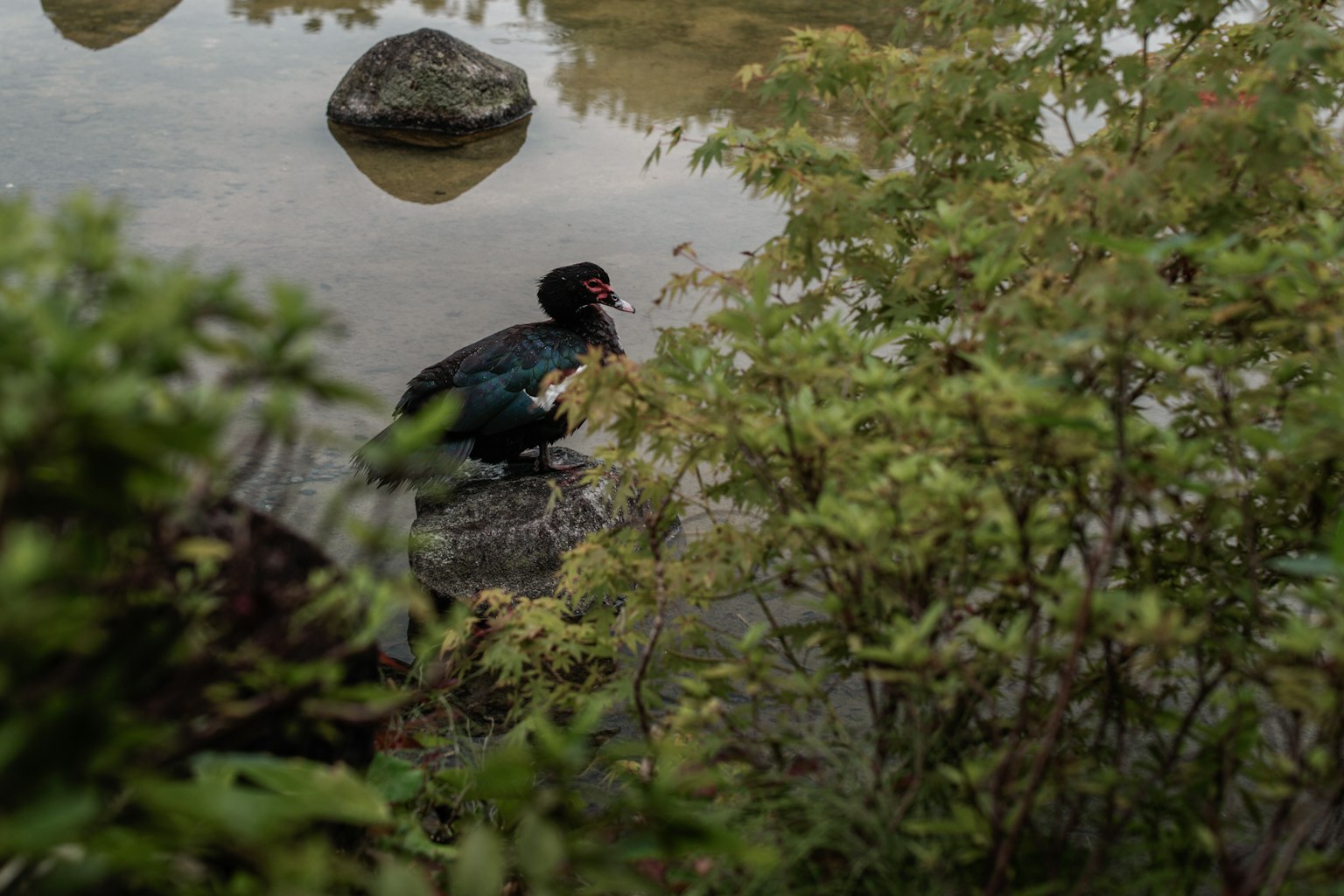 Un canard noir près d'un rivage rocheux entouré de plantes vertes