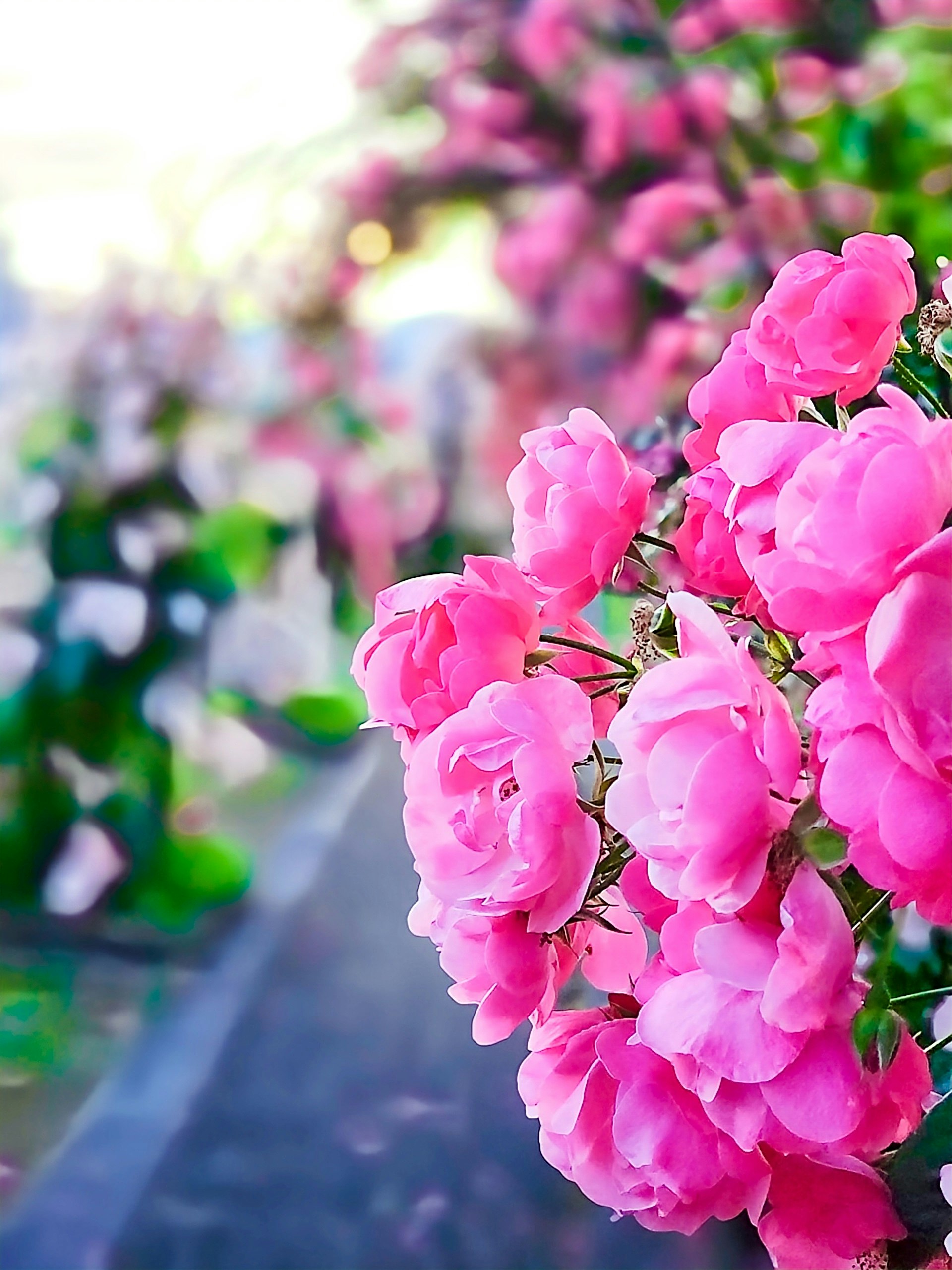 ピンクのバラが咲く薔薇園の小道