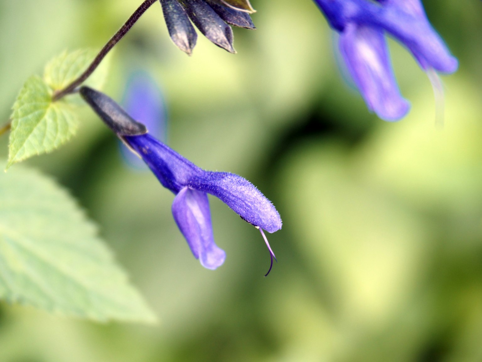 Fiori viola vibranti con fogliame verde sullo sfondo
