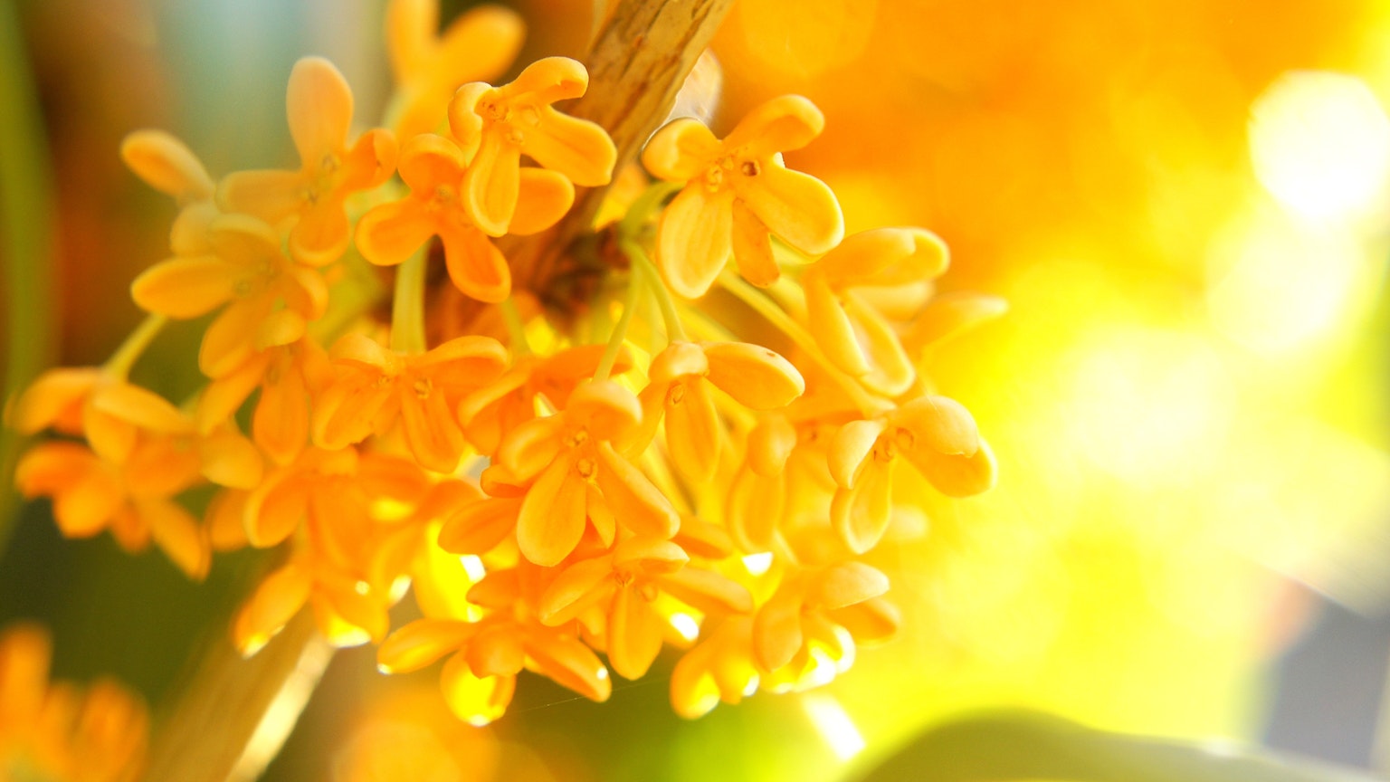 Nahaufnahme von leuchtend orangefarbenen Blumen, die zusammengefasst sind