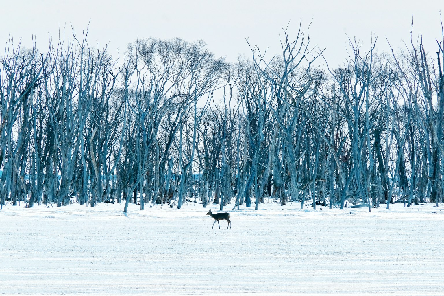 一只鹿站在雪-covered的风景中，周围是光秃的树木