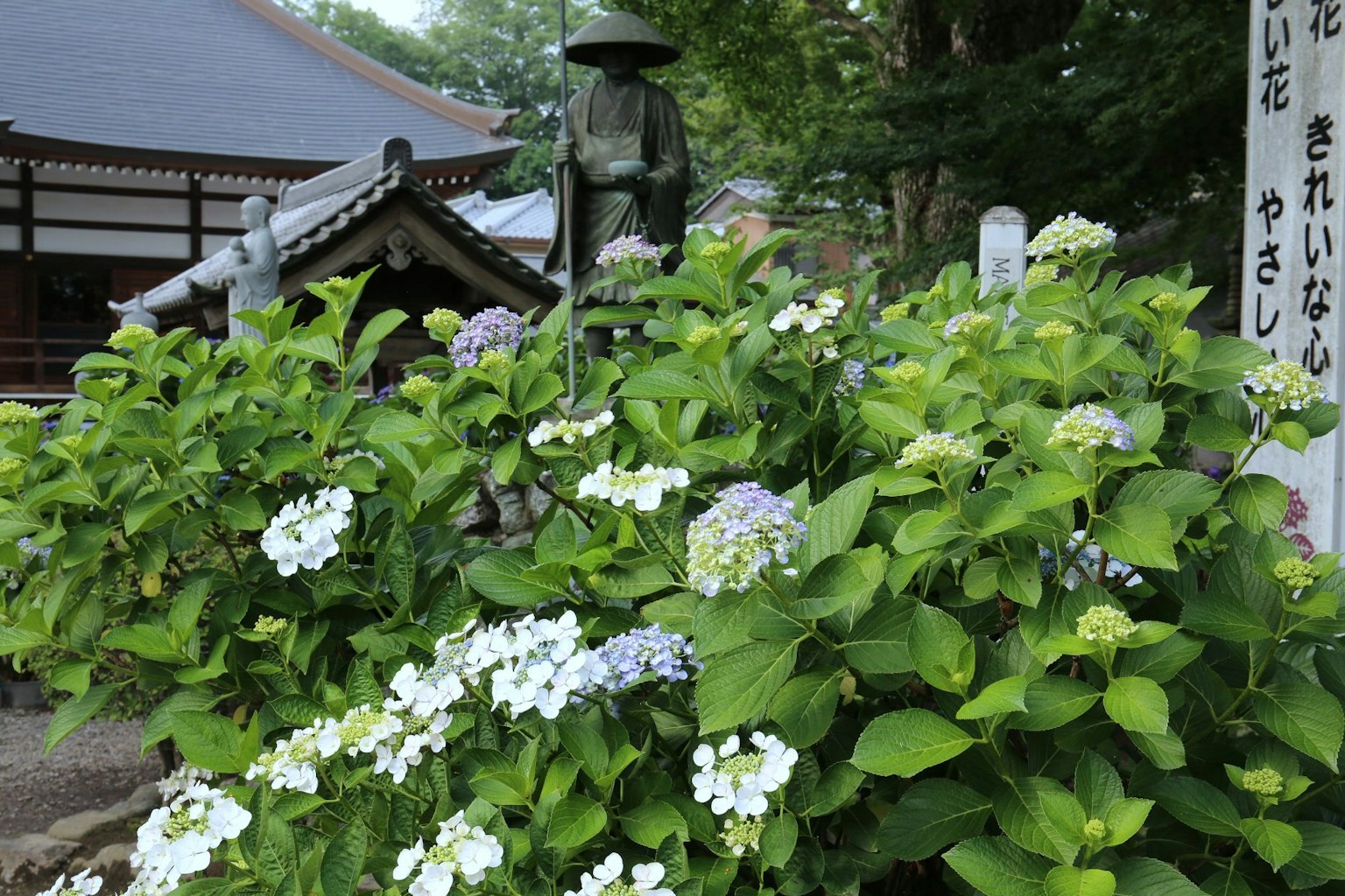 在傳統建築前盛開的綠色葉子和白色花朵的繡球花